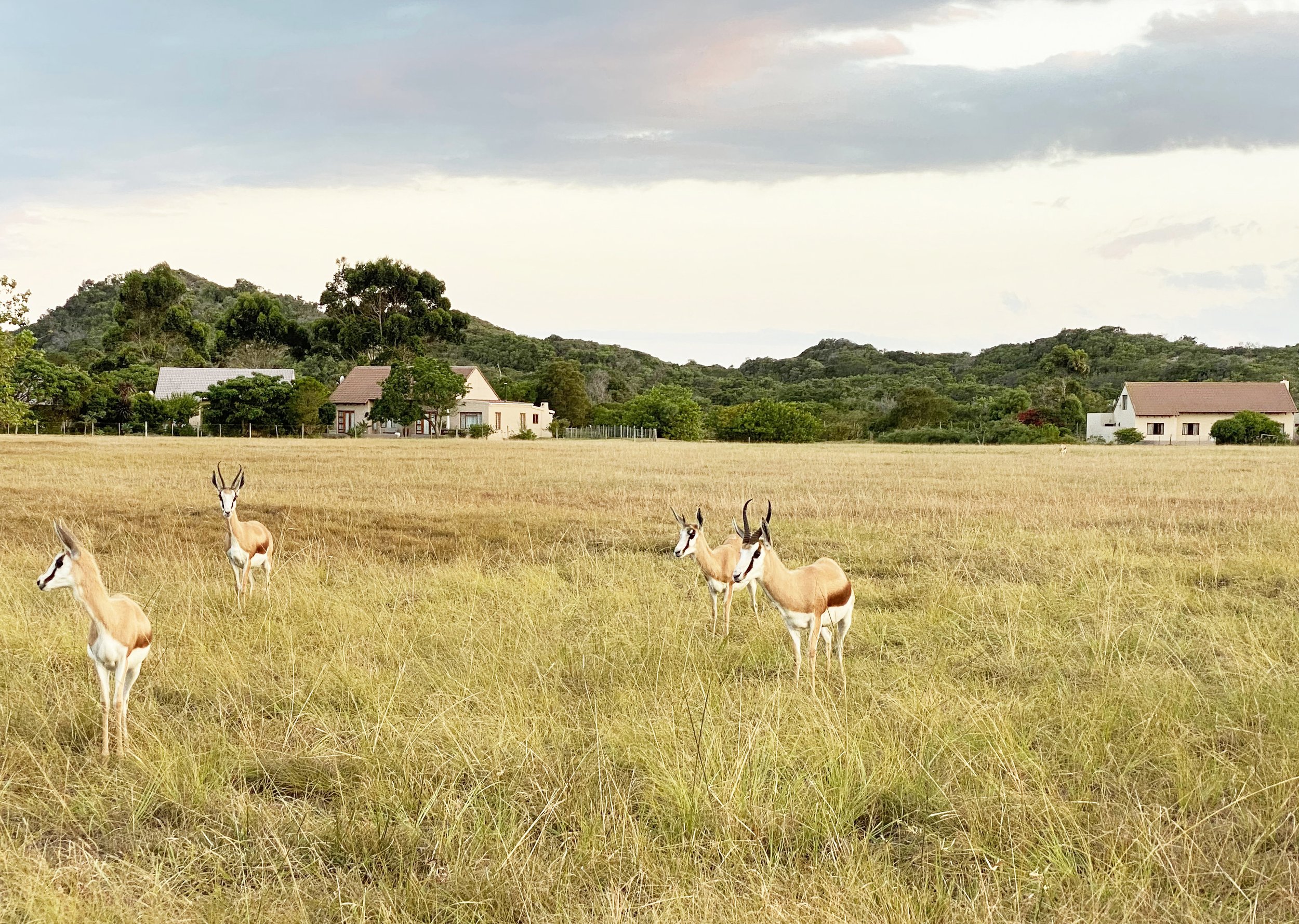 40-33-SPRINGBUCK-IMG_9352-2.jpg