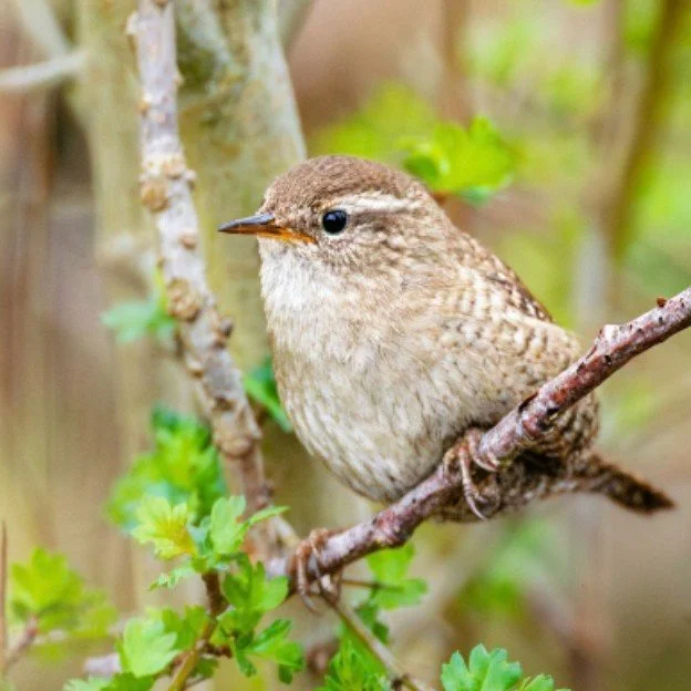 Naturgudstjeneste p&aring; EUH 🐦&zwj;⬛ 🌿
tirsdag 25. august 2026 kl. 17:00
Ved Gunilla Nygaard Knudsen

Permahaven ved Eg&aring; UngdomsH&oslash;jskole

I naturen blandt fugle, sommerfugle, bier, blomster og gr&aelig;s skal vi fejre gudstjeneste de