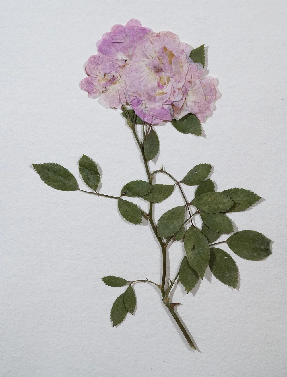 Pressed-Flowers — Carolside House & Gardens
