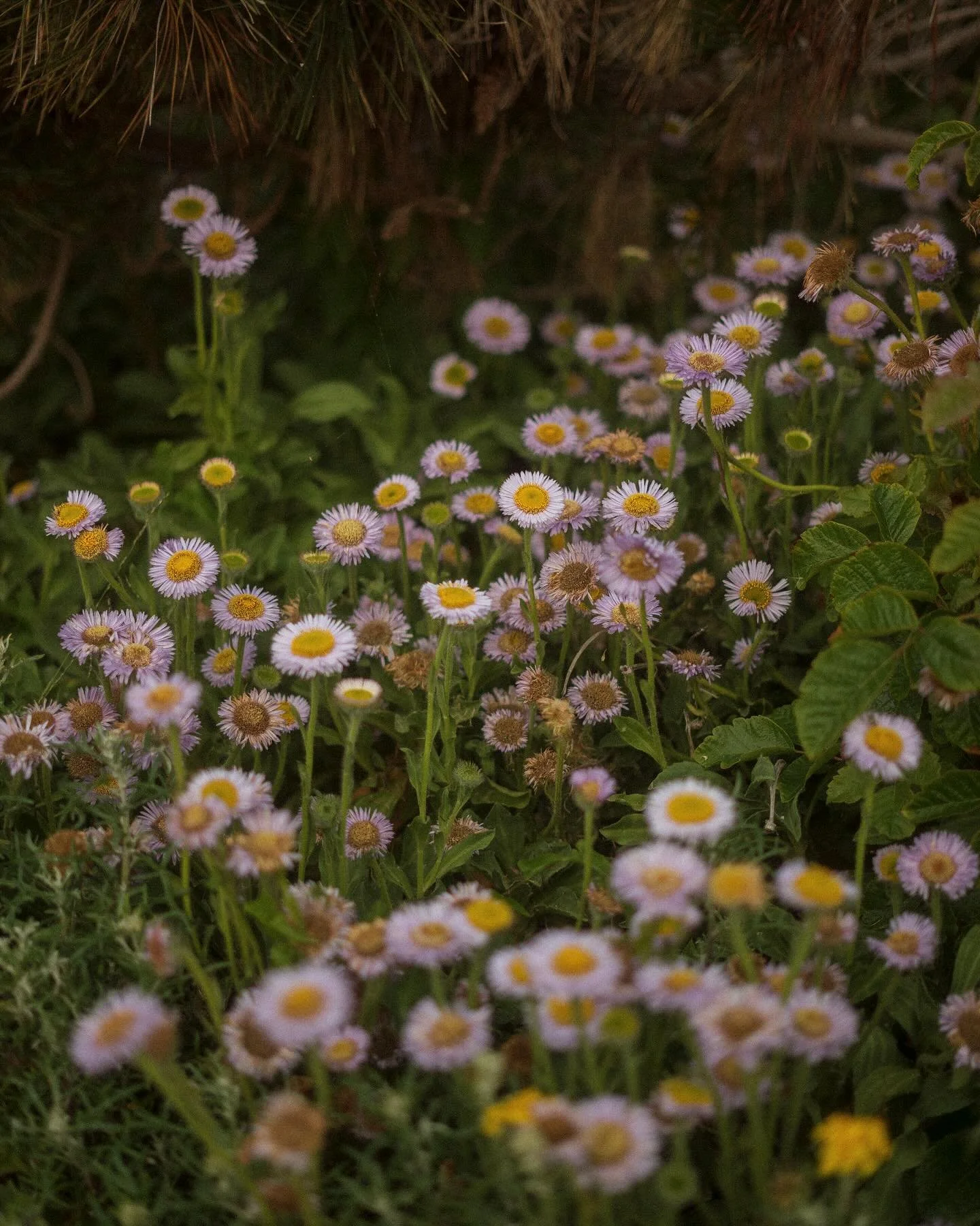 Sea side asters.