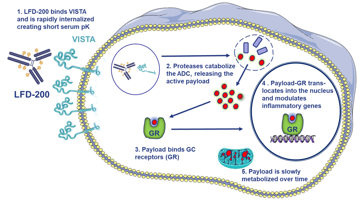 Technology: Targeted ADC Platform — Lifordi