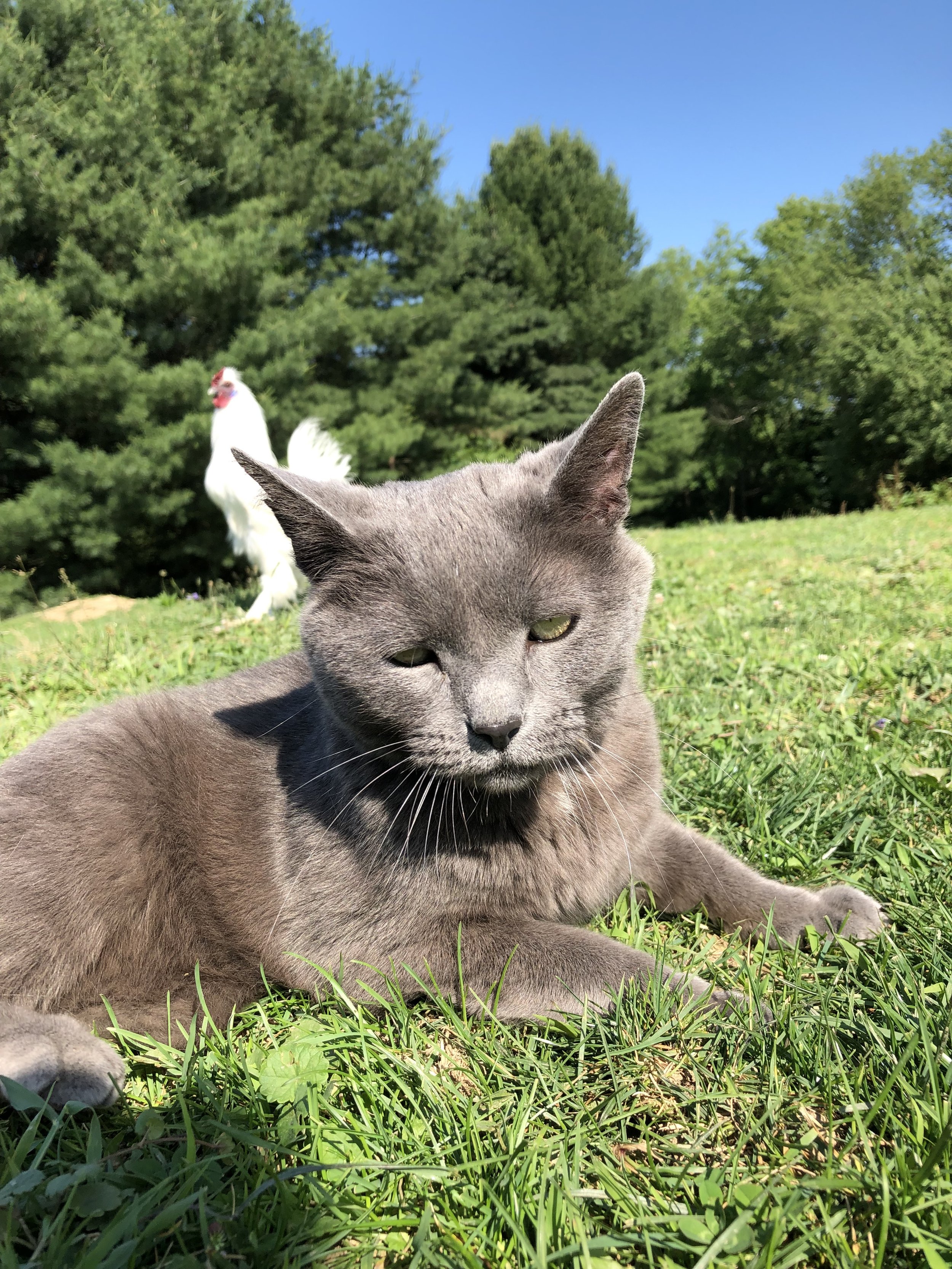 IMG_0107.jpeg