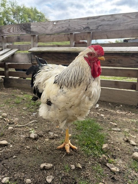 image2 (3).jpeg
