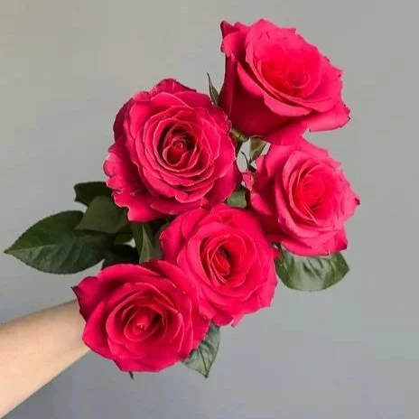Valentine's Day Dozen Premium Rose Bouquet with Lush Greenery in Paper Wrap, available at Meadow Edge Blooms for elegant gifting.