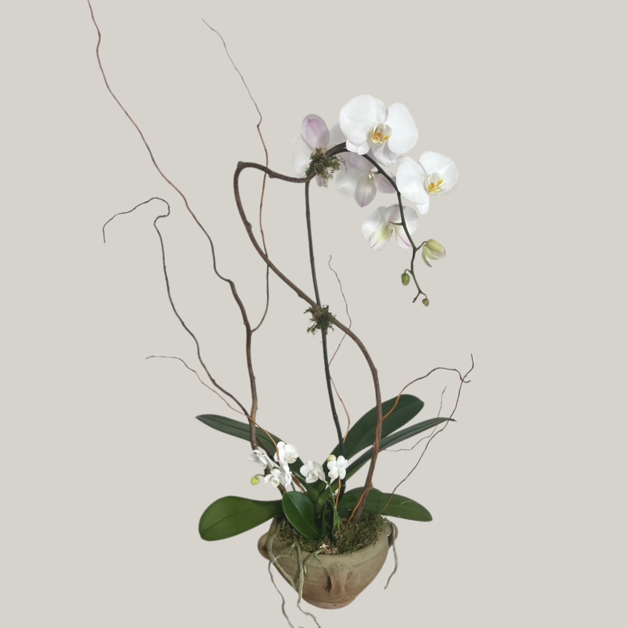 Modern white Phalaenopsis orchid garden with petite orchids, natural branches and moss in a ceramic planter, designed in Columbia, SC.