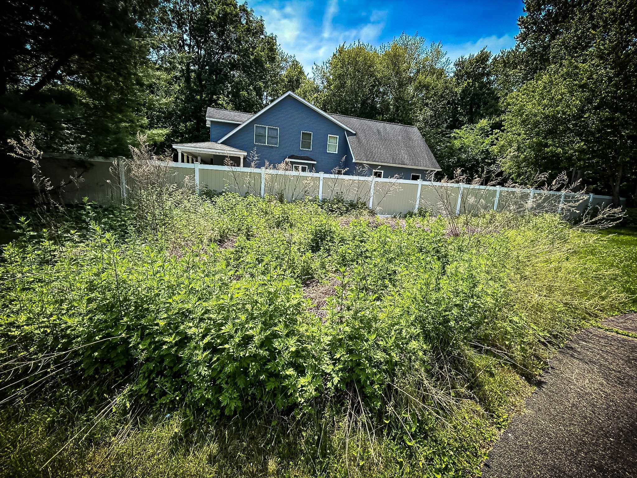 A backyard garden with green plants and a white fence, with a blue house and tall trees in the background under a partly cloudy sky.