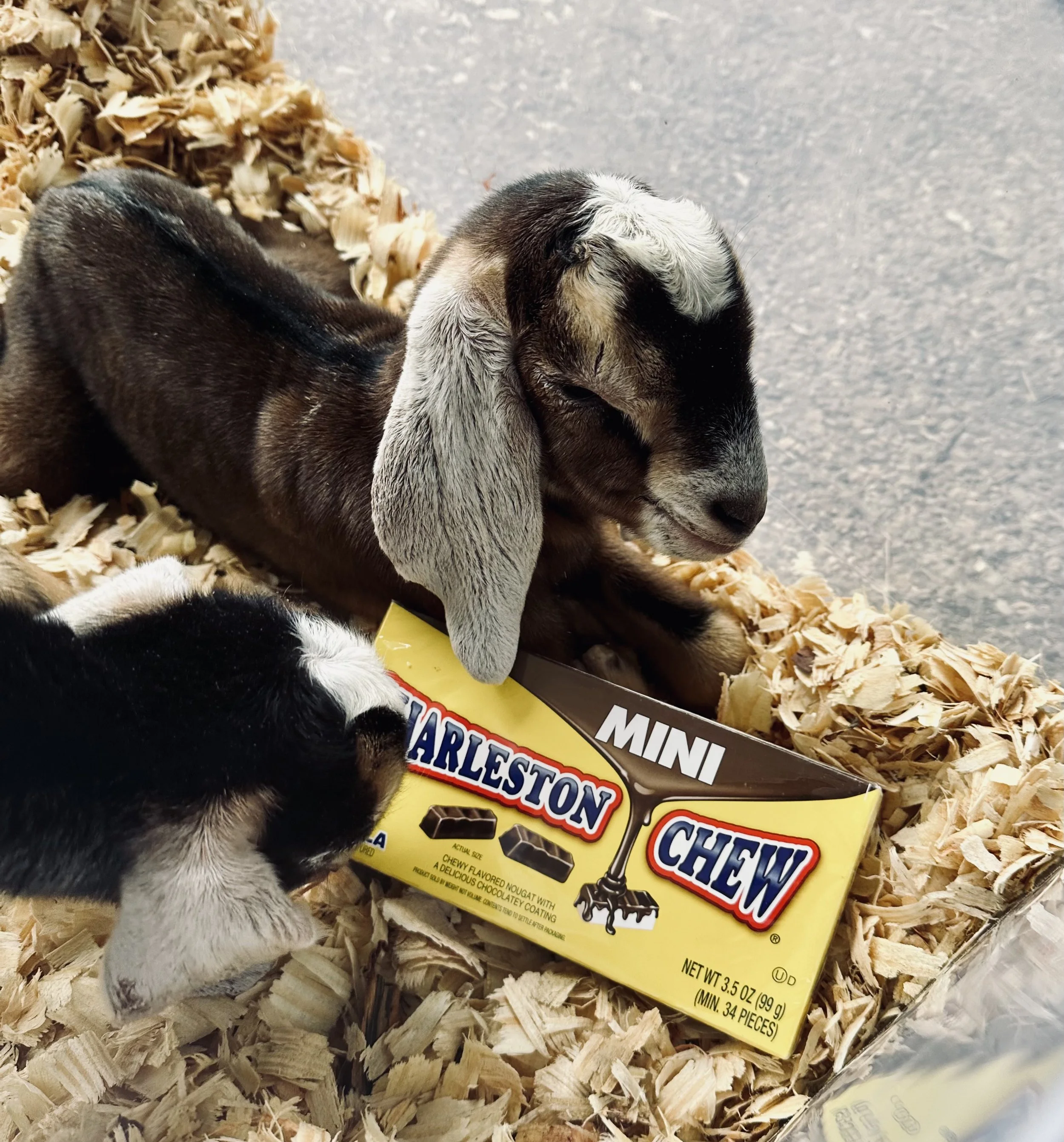 chewbaby.jpg