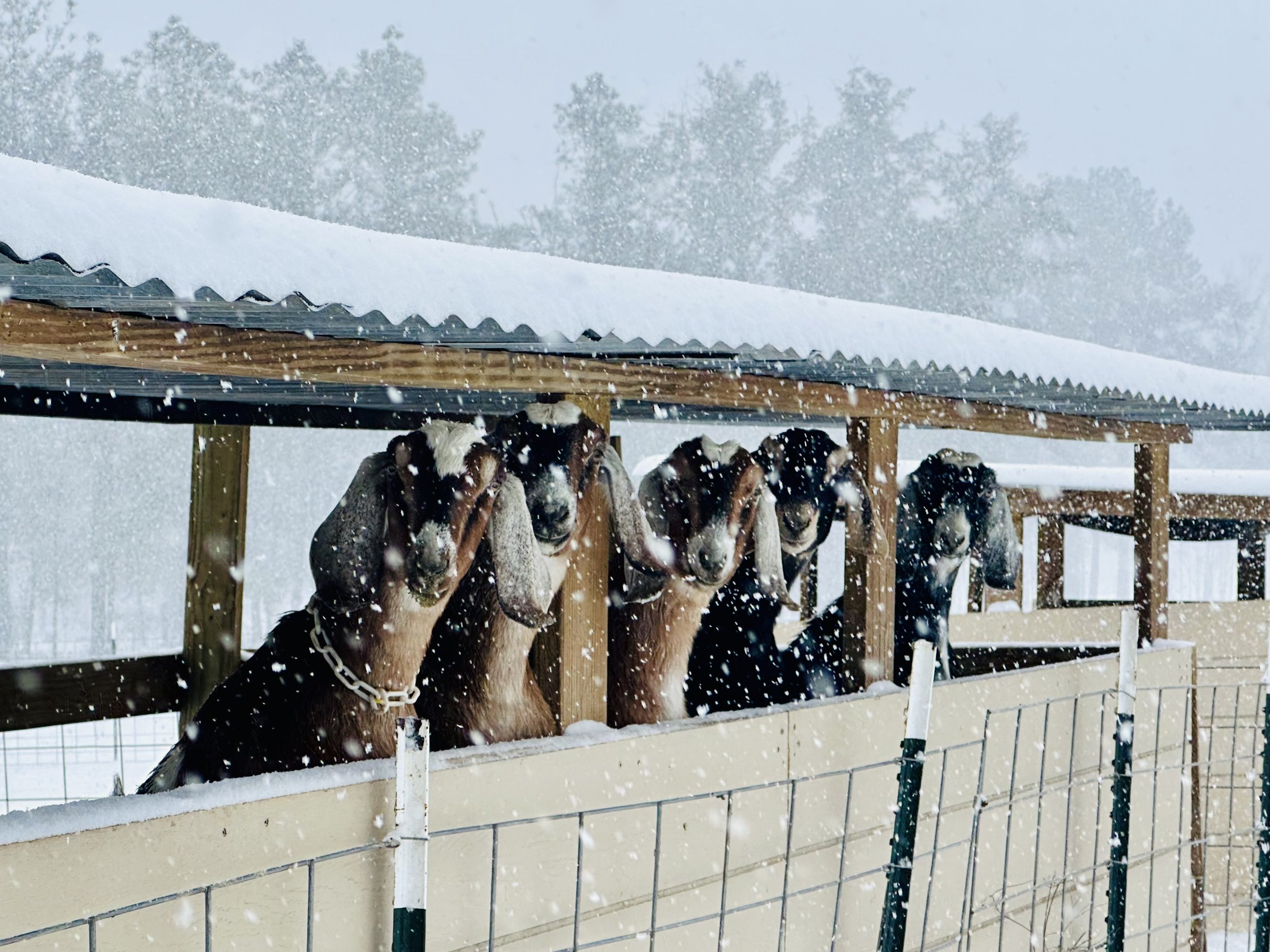 snowgoats.jpg