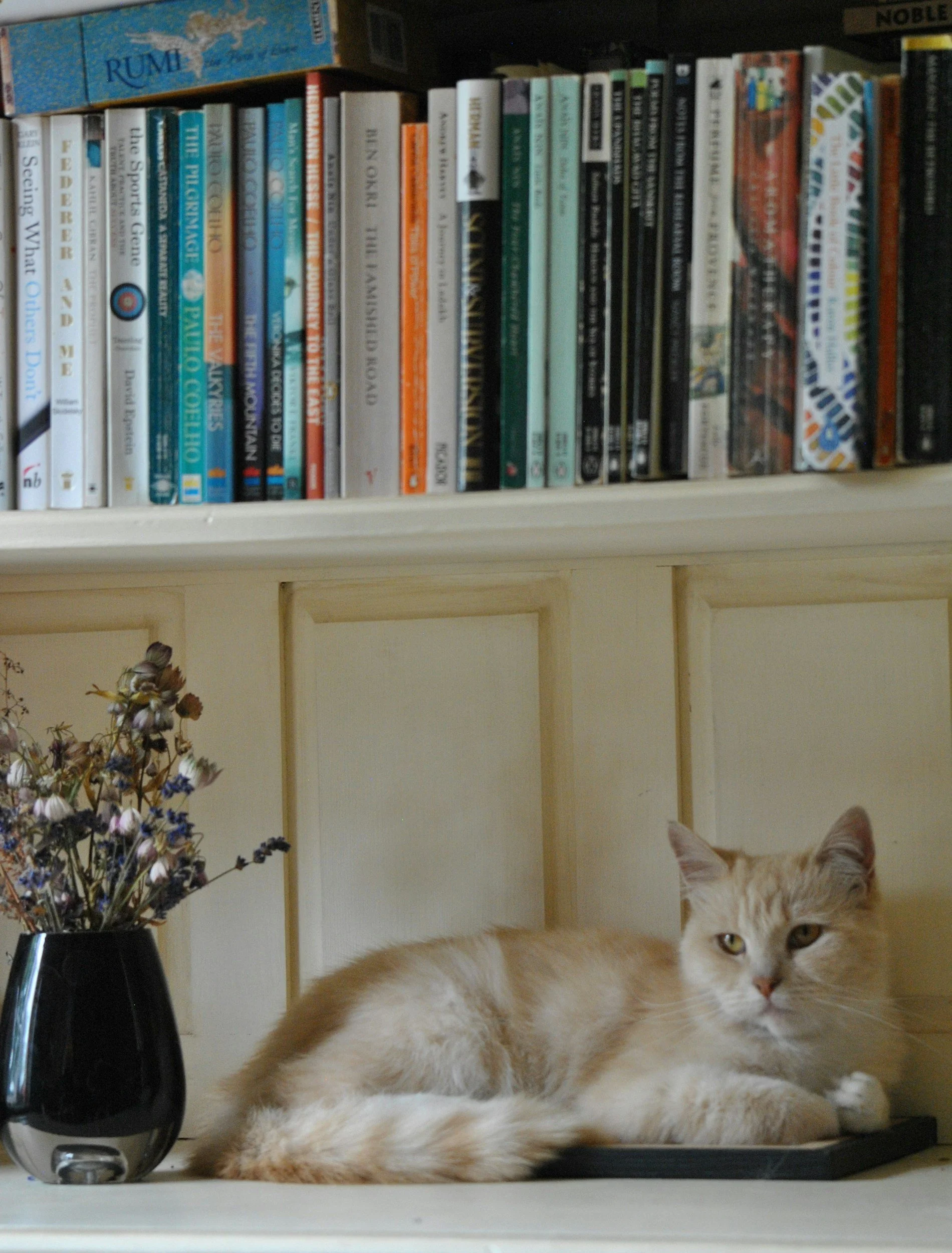 cute cat laying on bookshelf