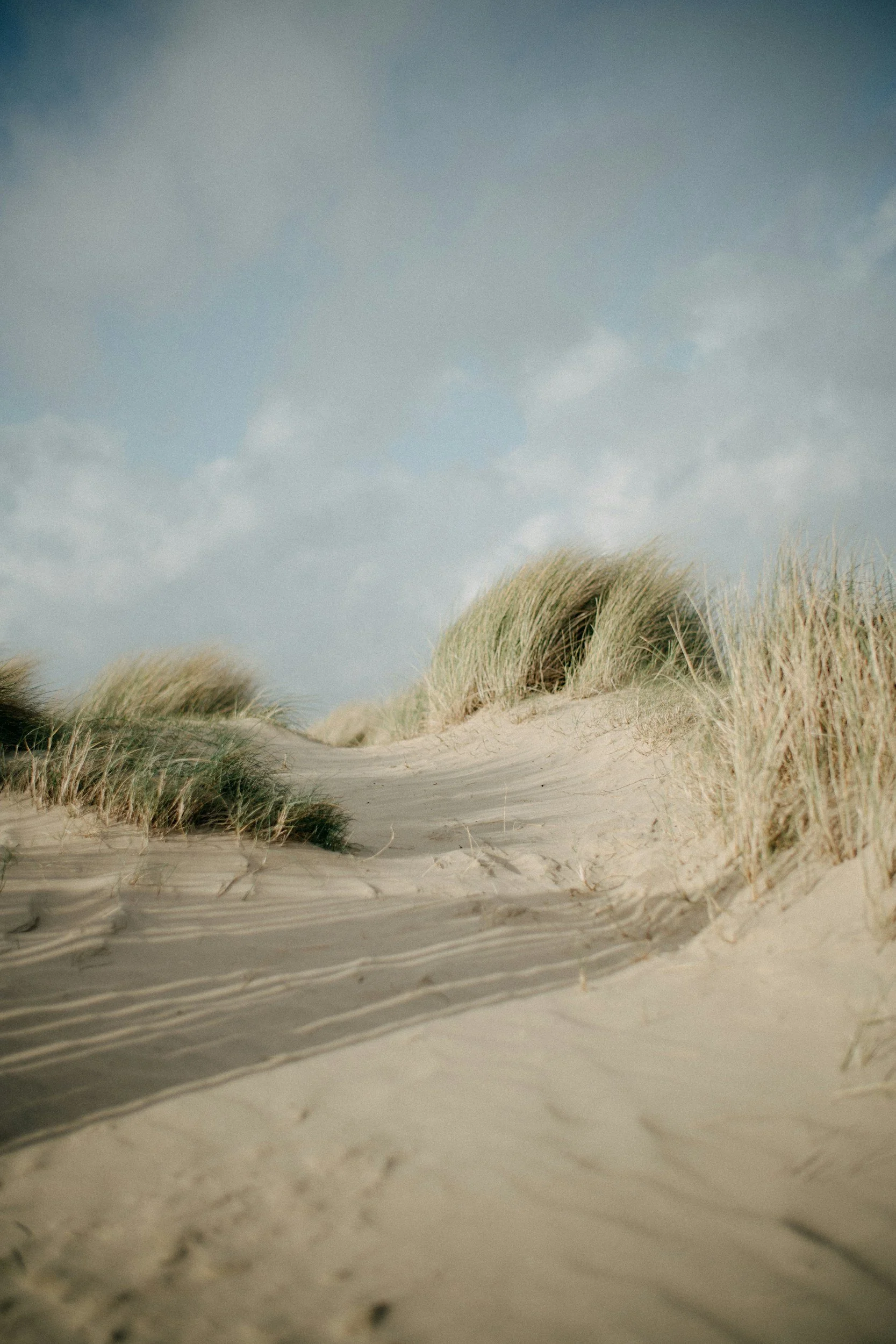 sand dune with grasses and brush