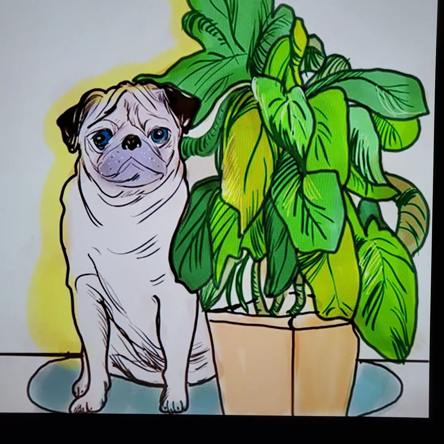 New year new art, in my #animalsandplants series we have a #pug with a potted #rubberplant #puglove #animalart #donnadavisartbythesea