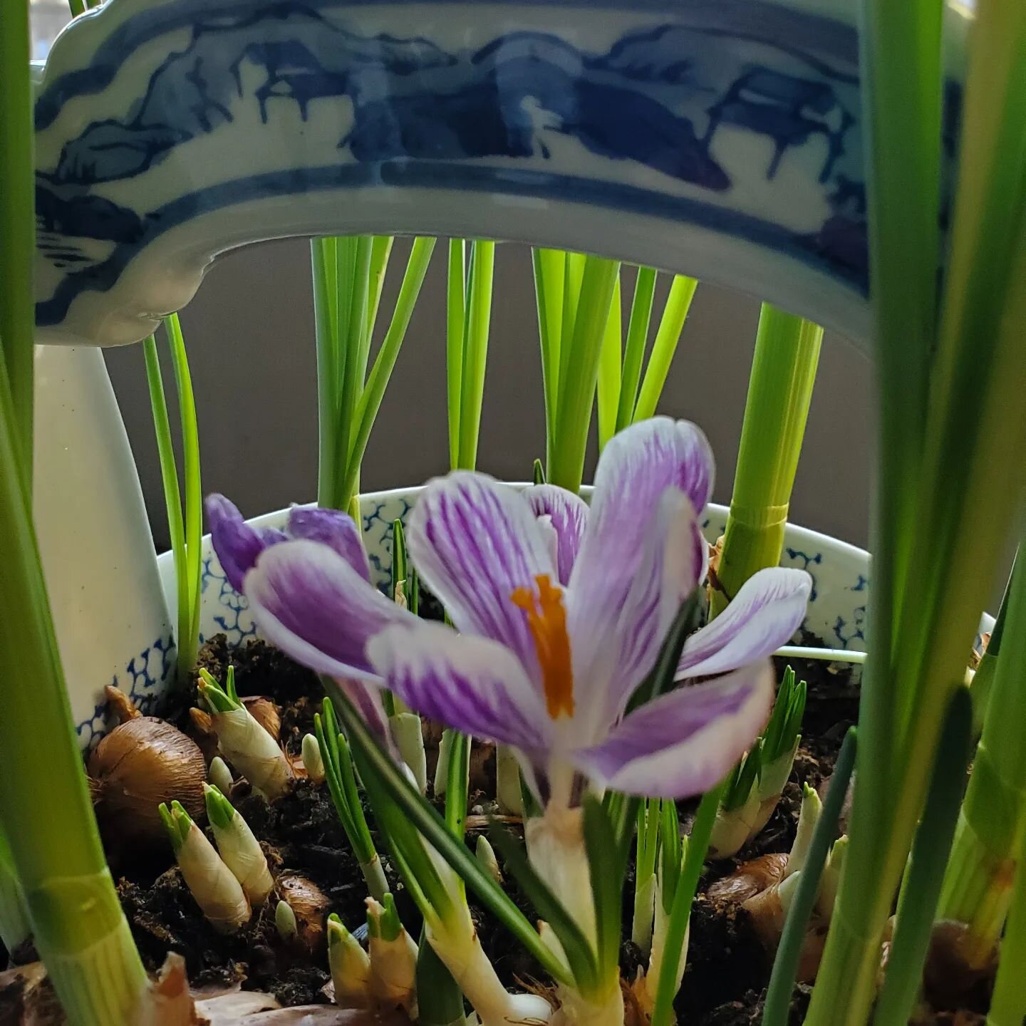 #Crocus blooming in my #blueandwhitechina planter... it's chilly outside but spring in my sitting room. #garden #bulb #springplanters #donnadavisartbythesea
