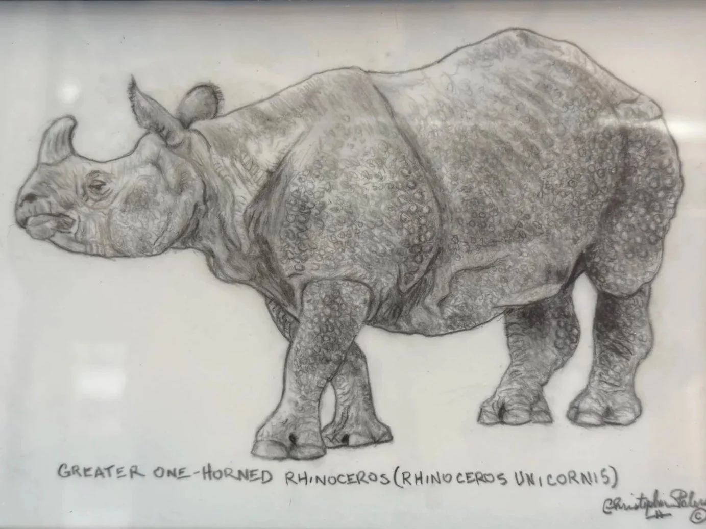 Rhinoceros Unicornis