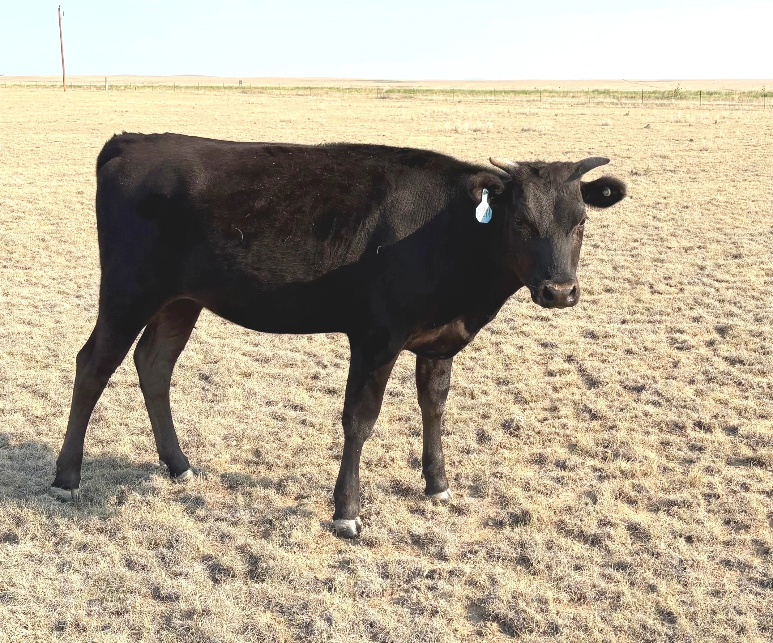 Wagyu Heifer for sale, Las Vegas, NM
