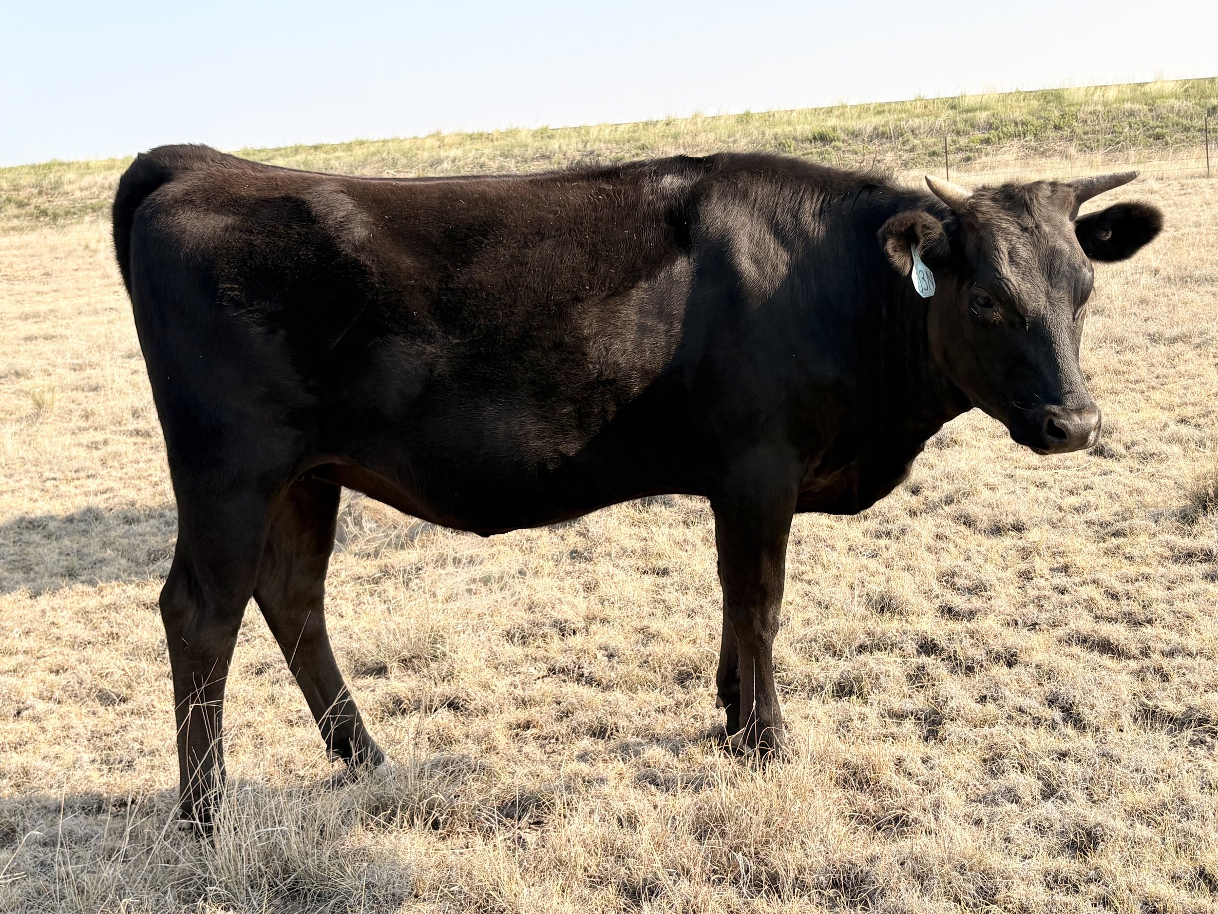 Registered Black Wagyu cattle for sale, Las Vegas, NM