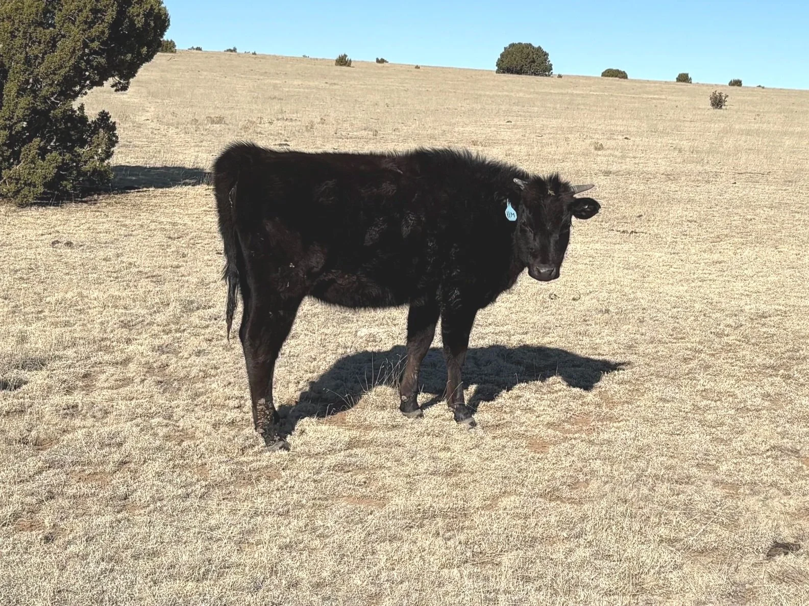 Wagyu cattle for sale, Las Vegas, NM