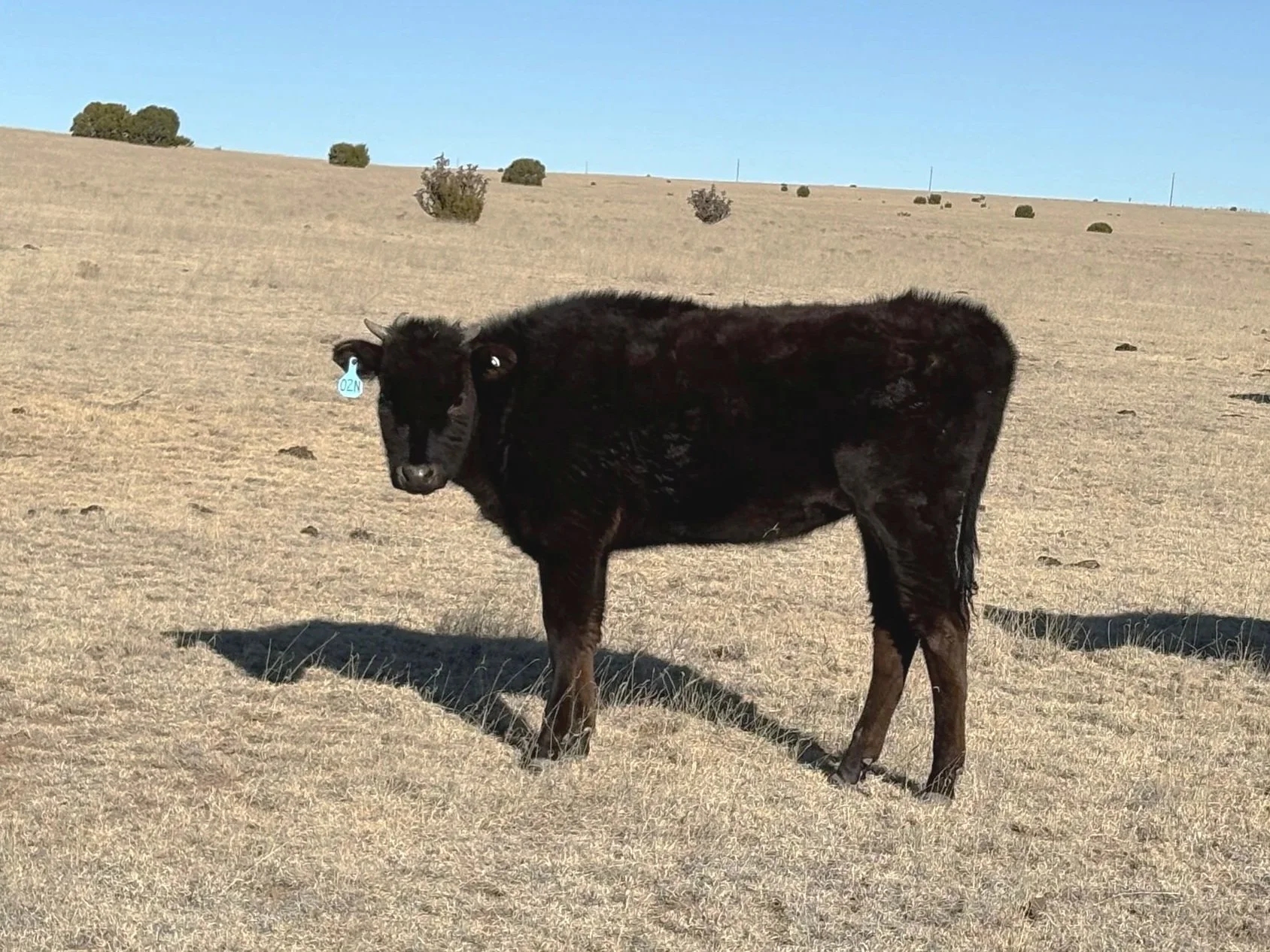Wagyu Heifer for sale, Las Vegas, NM