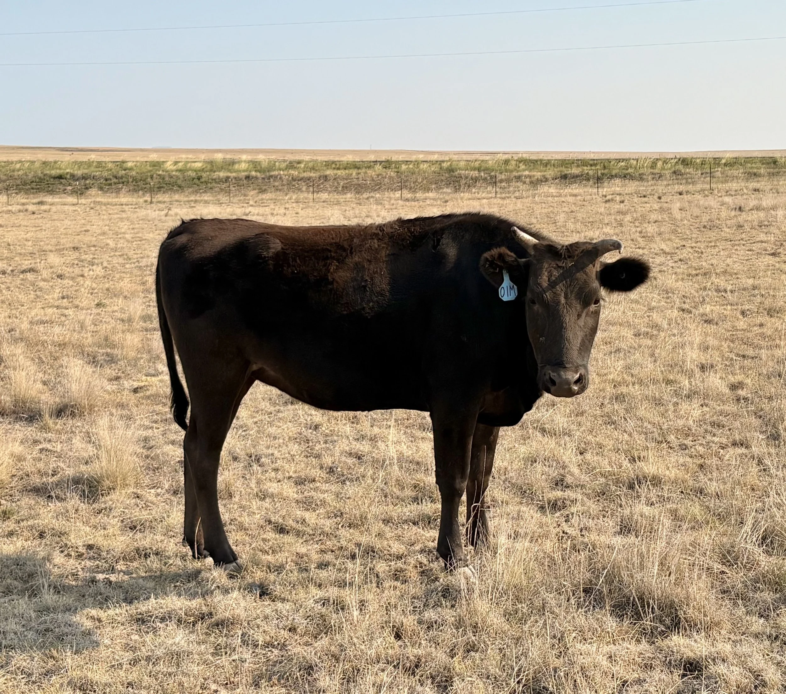 Wagyu Heifer for sale, Las Vegas, NM