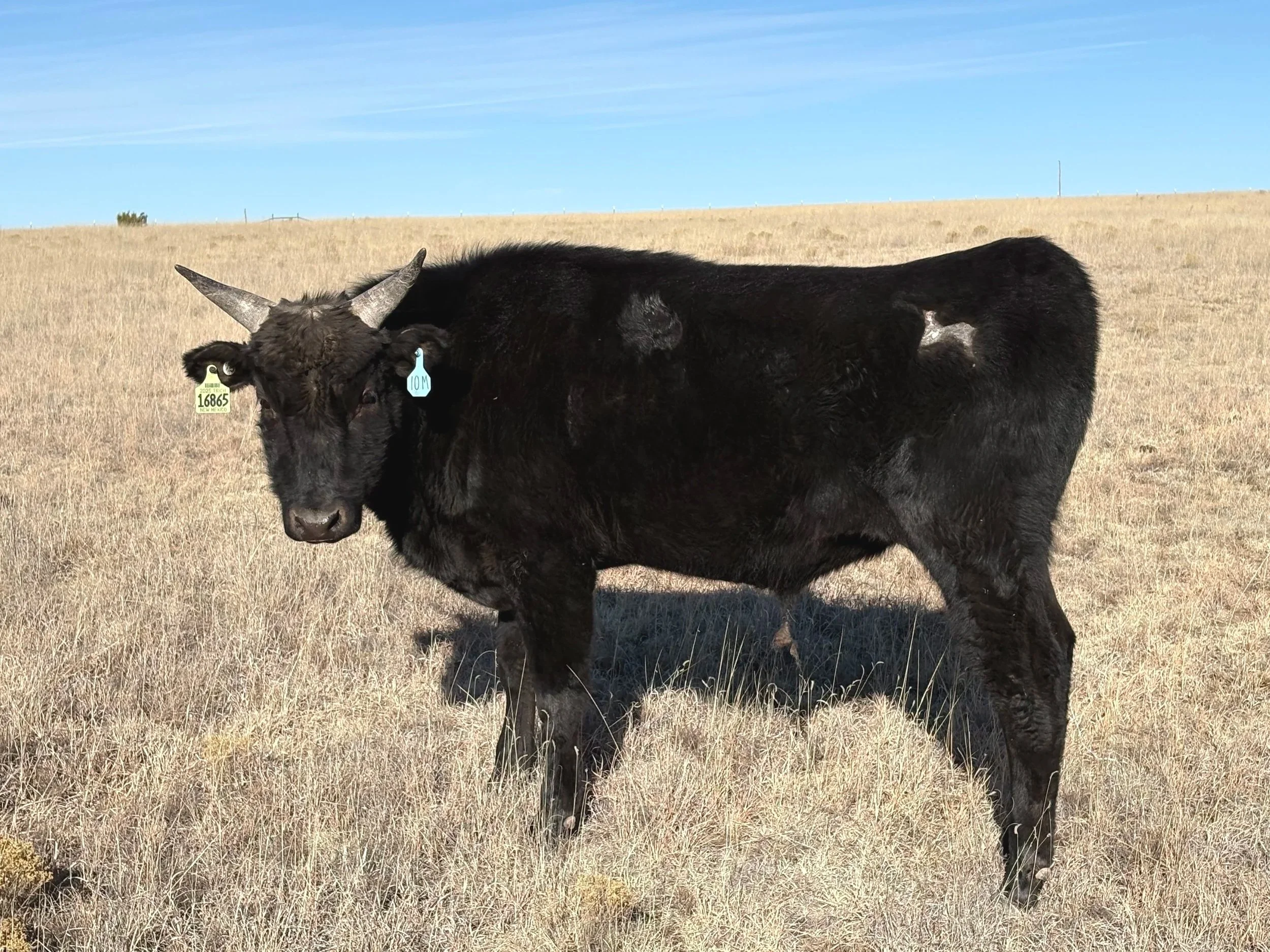 Wagyu cattle for sale, Las Vegas, NM