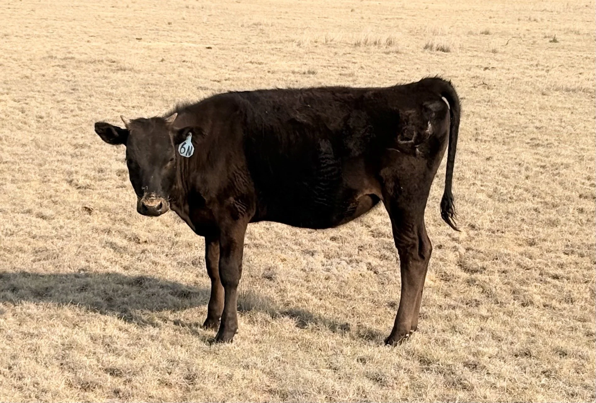 Wagyu Heifer for sale, Las Vegas, NM
