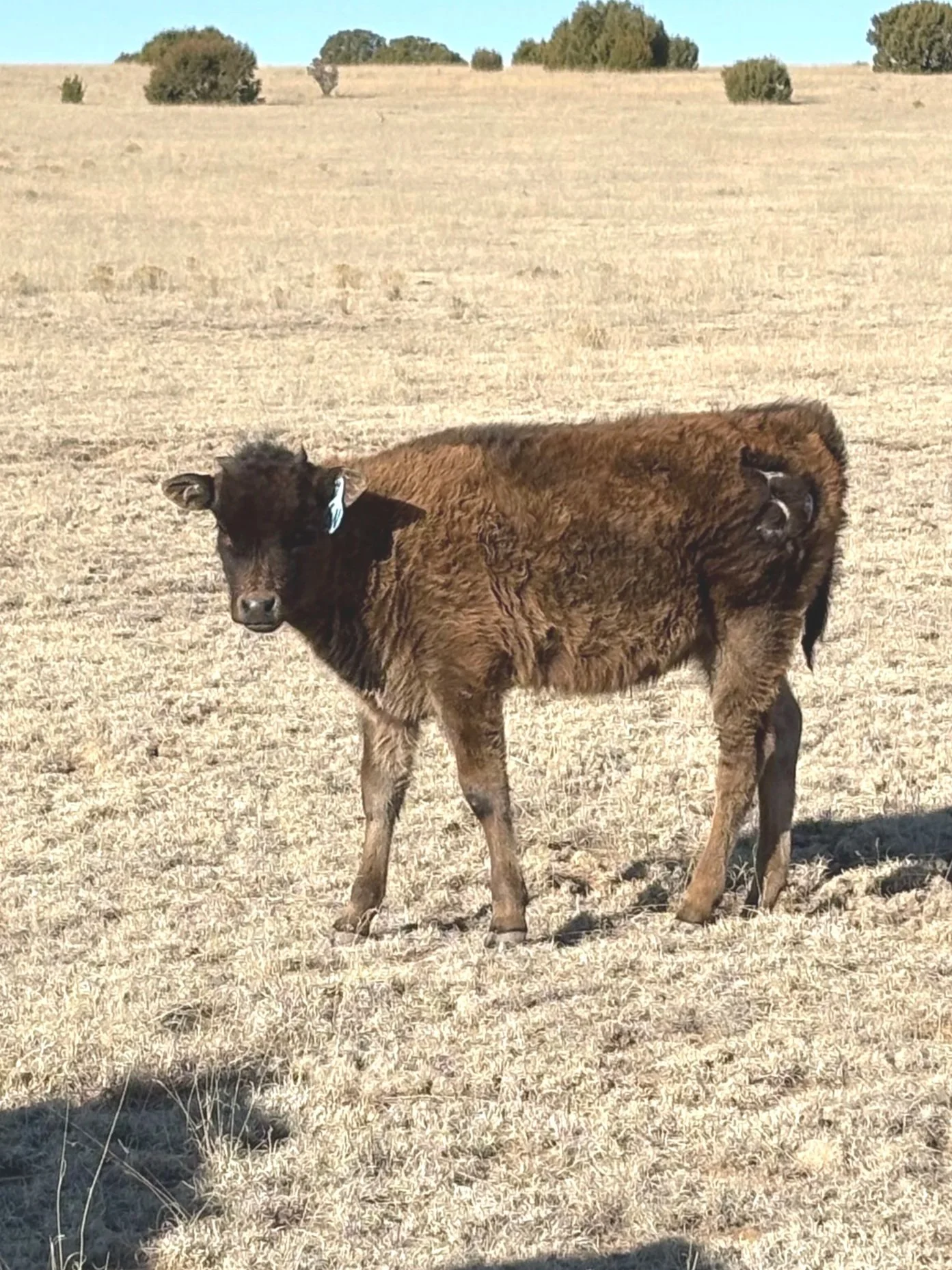 Wagyu Heifer for sale, Las Vegas, NM