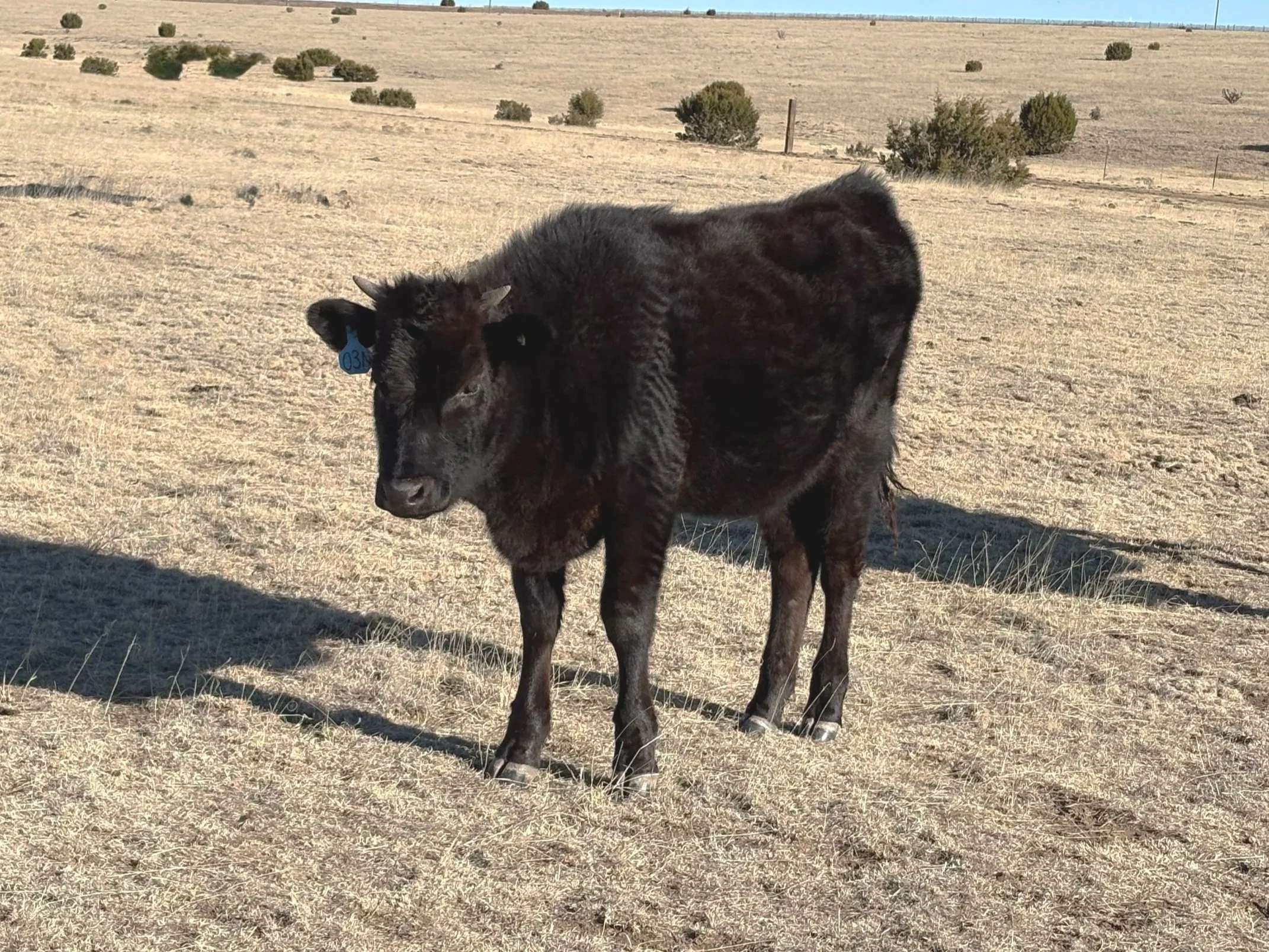 Registered Black Wagyu cattle for sale, Las Vegas, NM