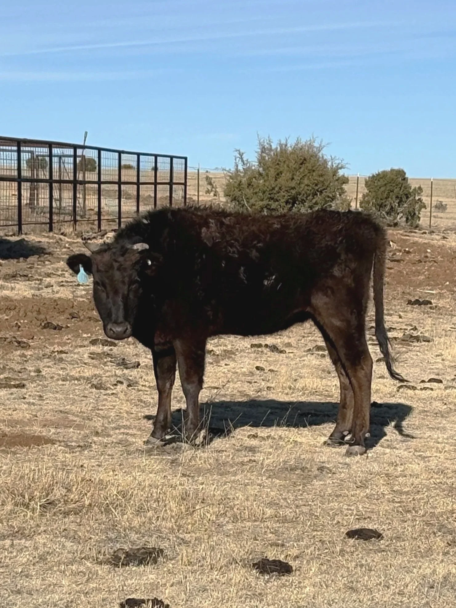 Wagyu Heifer for sale, Las Vegas, NM