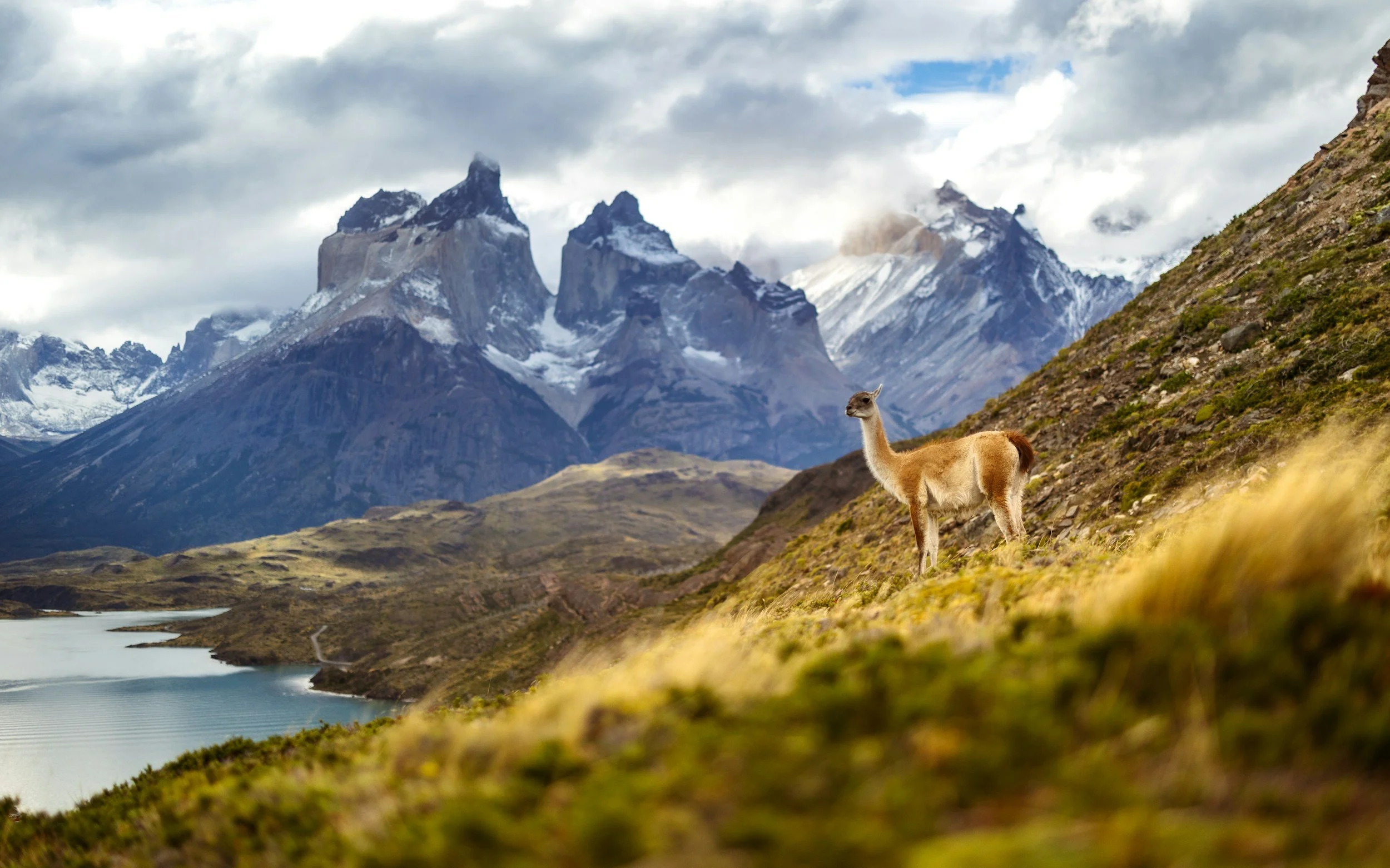 Vistas de montañas con nieve, un cuerpo de agua en primer plano, y un huemul caminando en un paisaje natural.