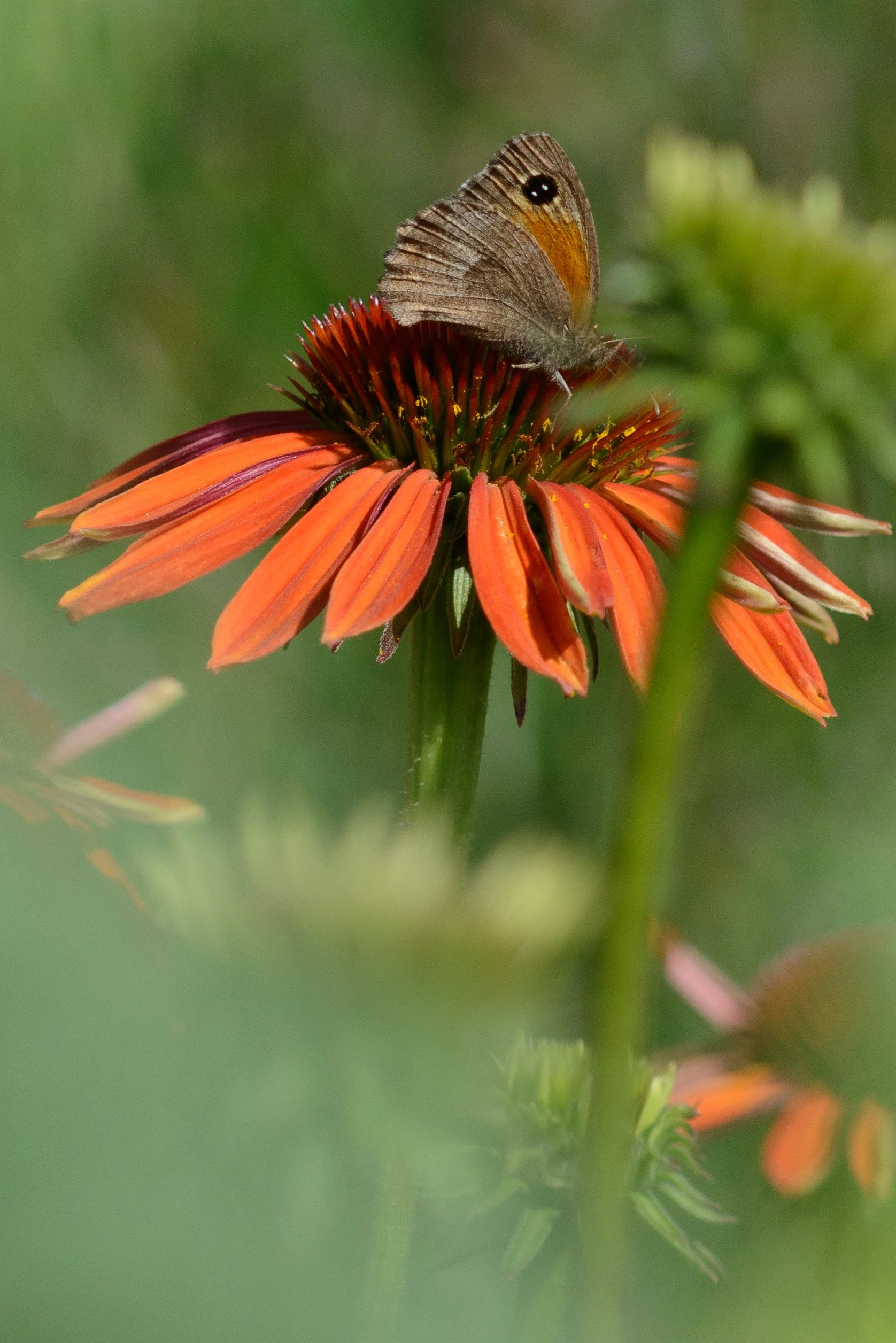 equinacea 2.jpg