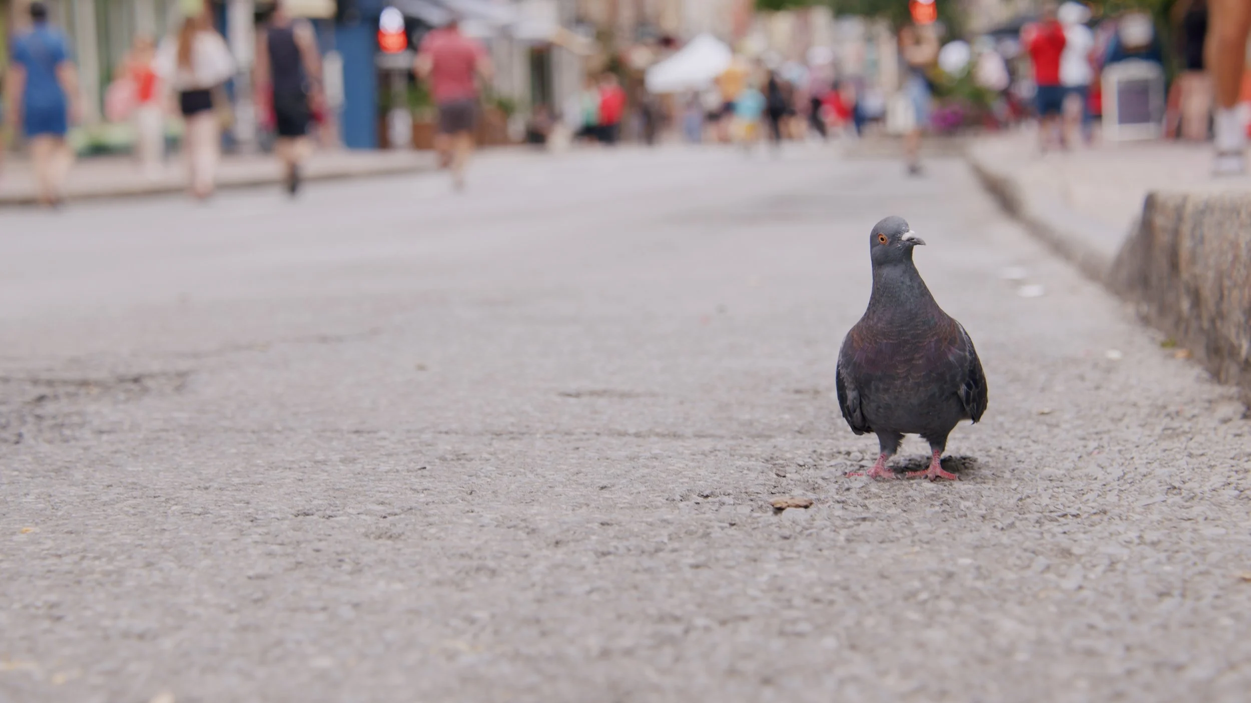 Pigeon