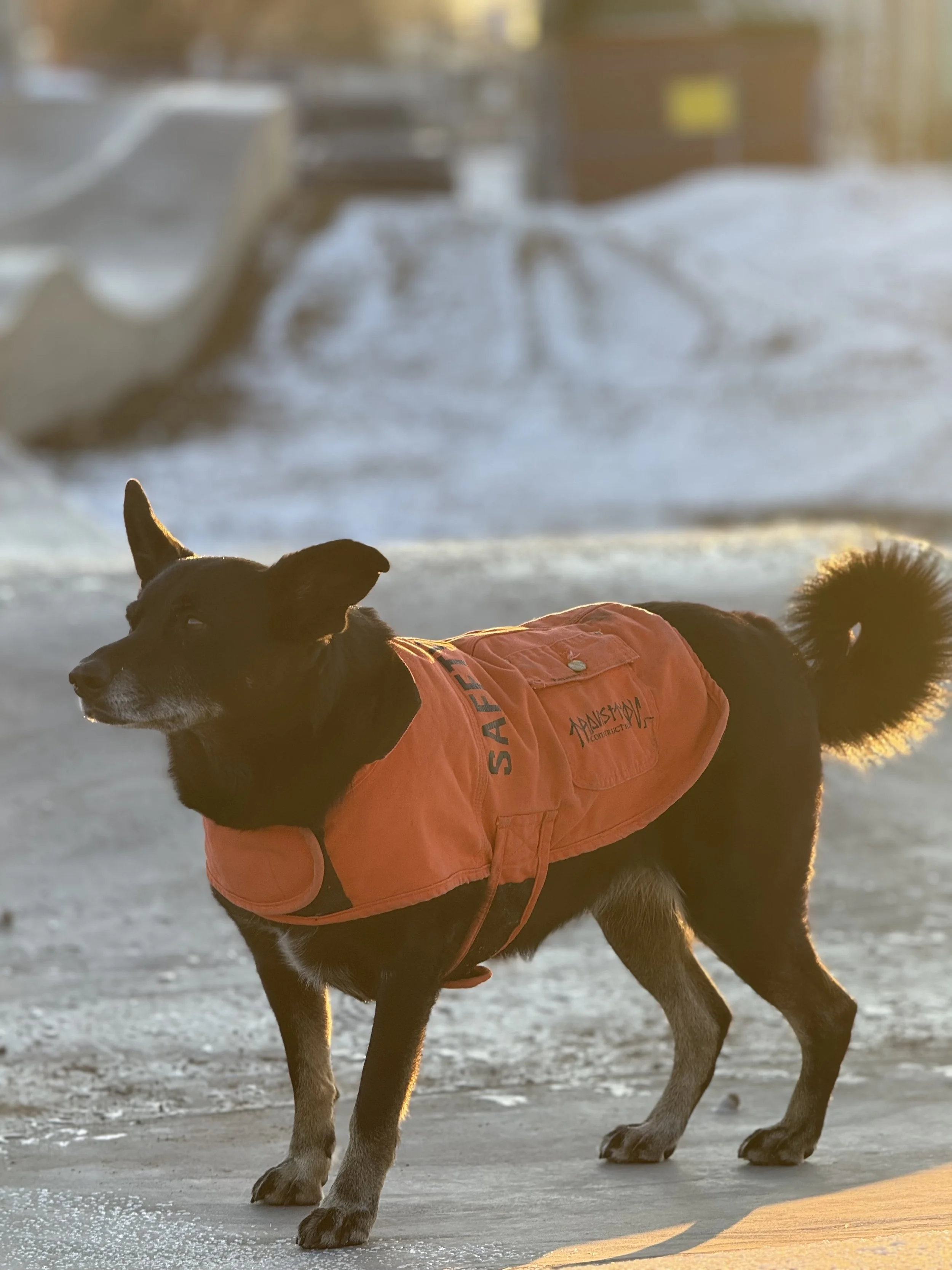 A small black and tan dog wearing an orange safety vest standing on snowy ground with blurred snow structures in the background.