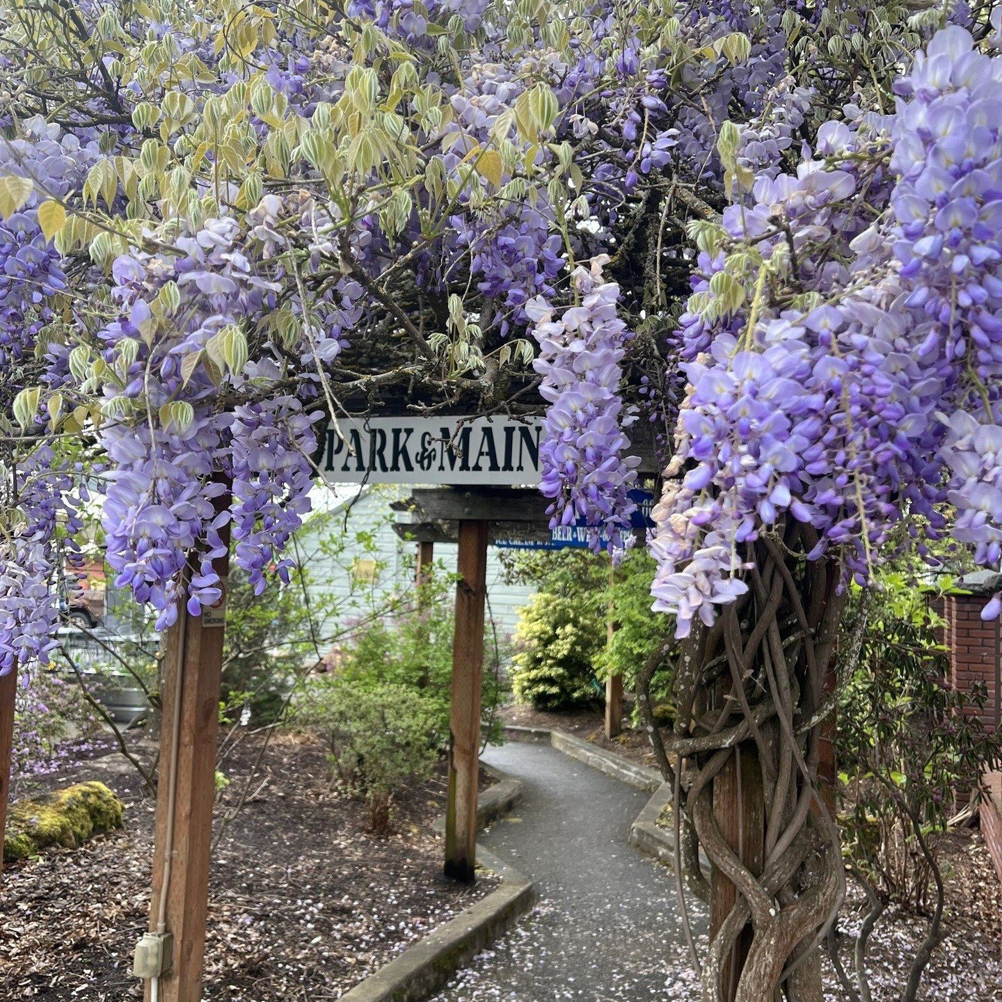 This pathway to @parkandmaincarlton is so dreamy! Join them on Thursdays this month from 5-8 pm for a rotating wine flight featuring Oregon Wine in celebration of Oregon Wine Month. 

#carltonbusinessassociation #carltonoregon #oregonwinemonth #orego