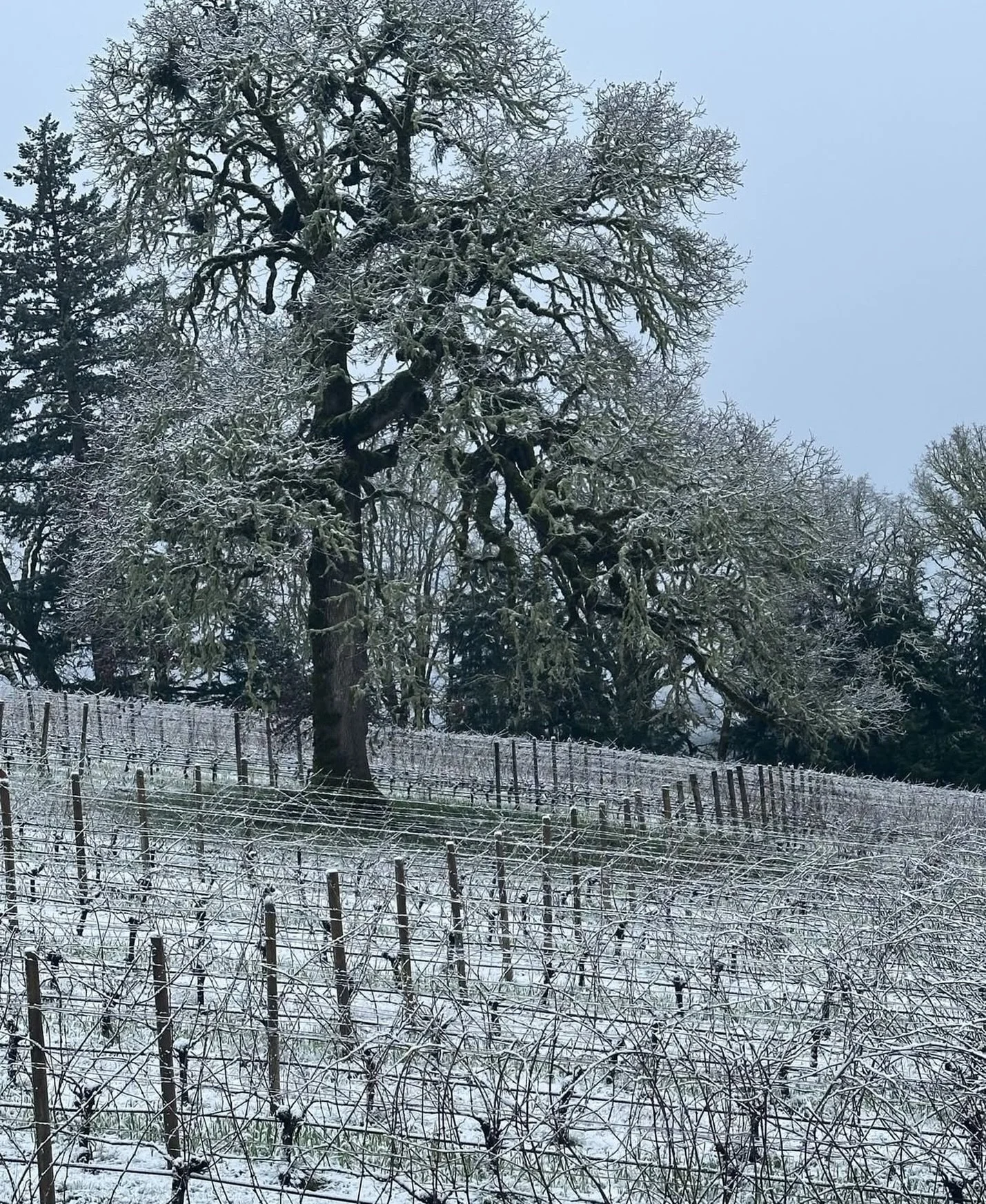 Snow fall at @lonesomerock ❄️ #carltonoregon #willamettevalley