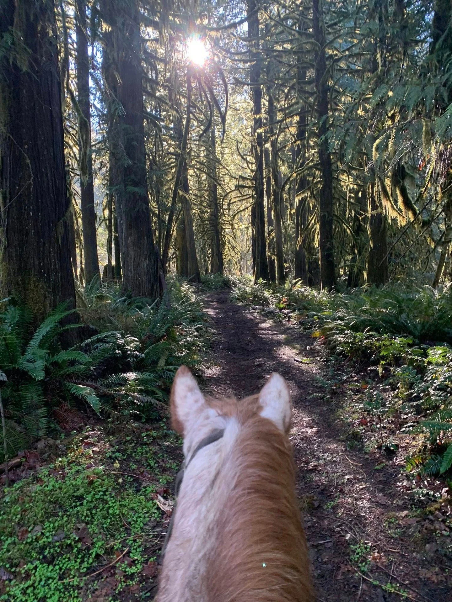If you&rsquo;re looking for a different way to spend a day outdoors, add this to your list! 🐴

Reber's Ranch offers guided horseback rides through the foothills of the Coast Range. It's an easy way to slow down, take in the scenery, and try somethin