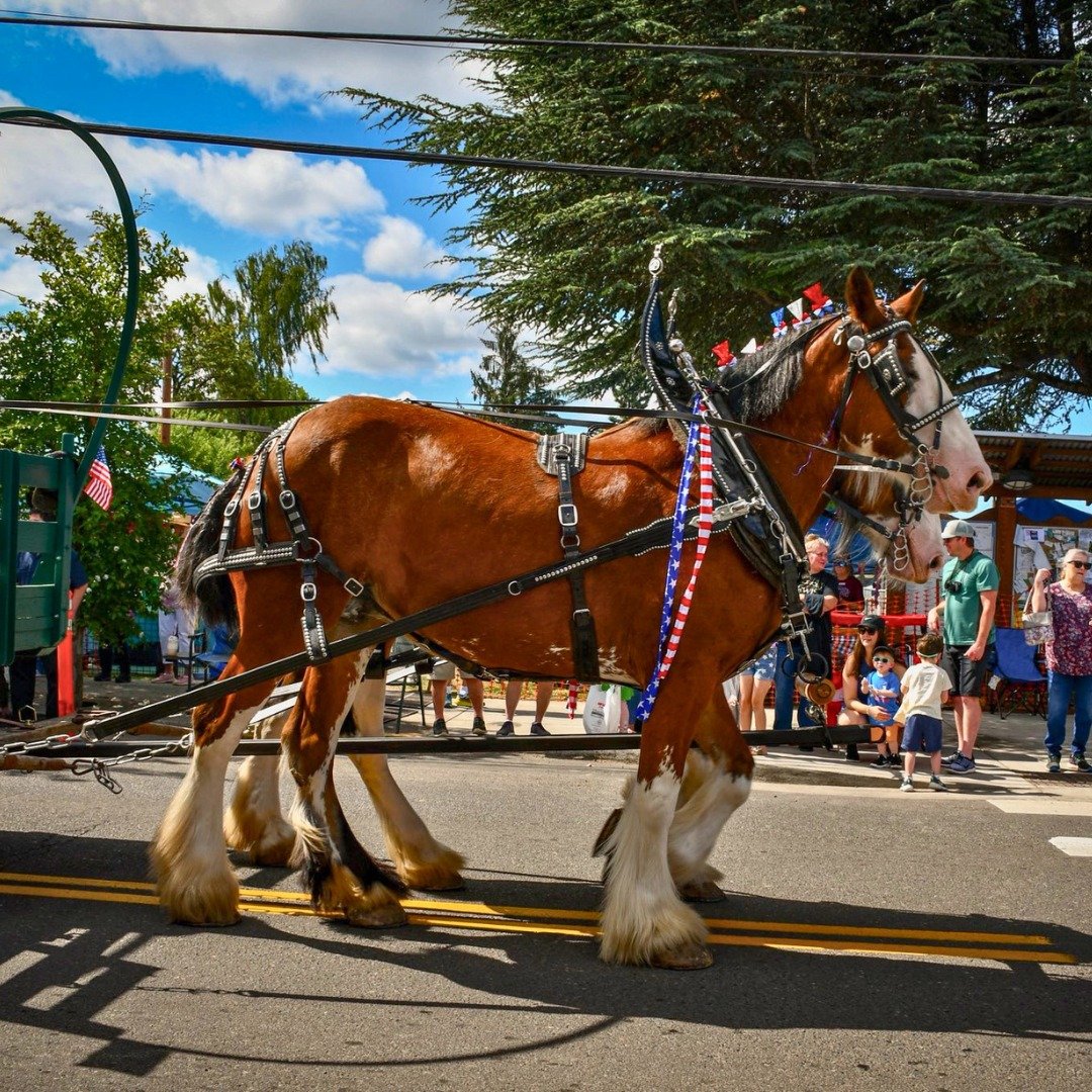 Horse walking in parade