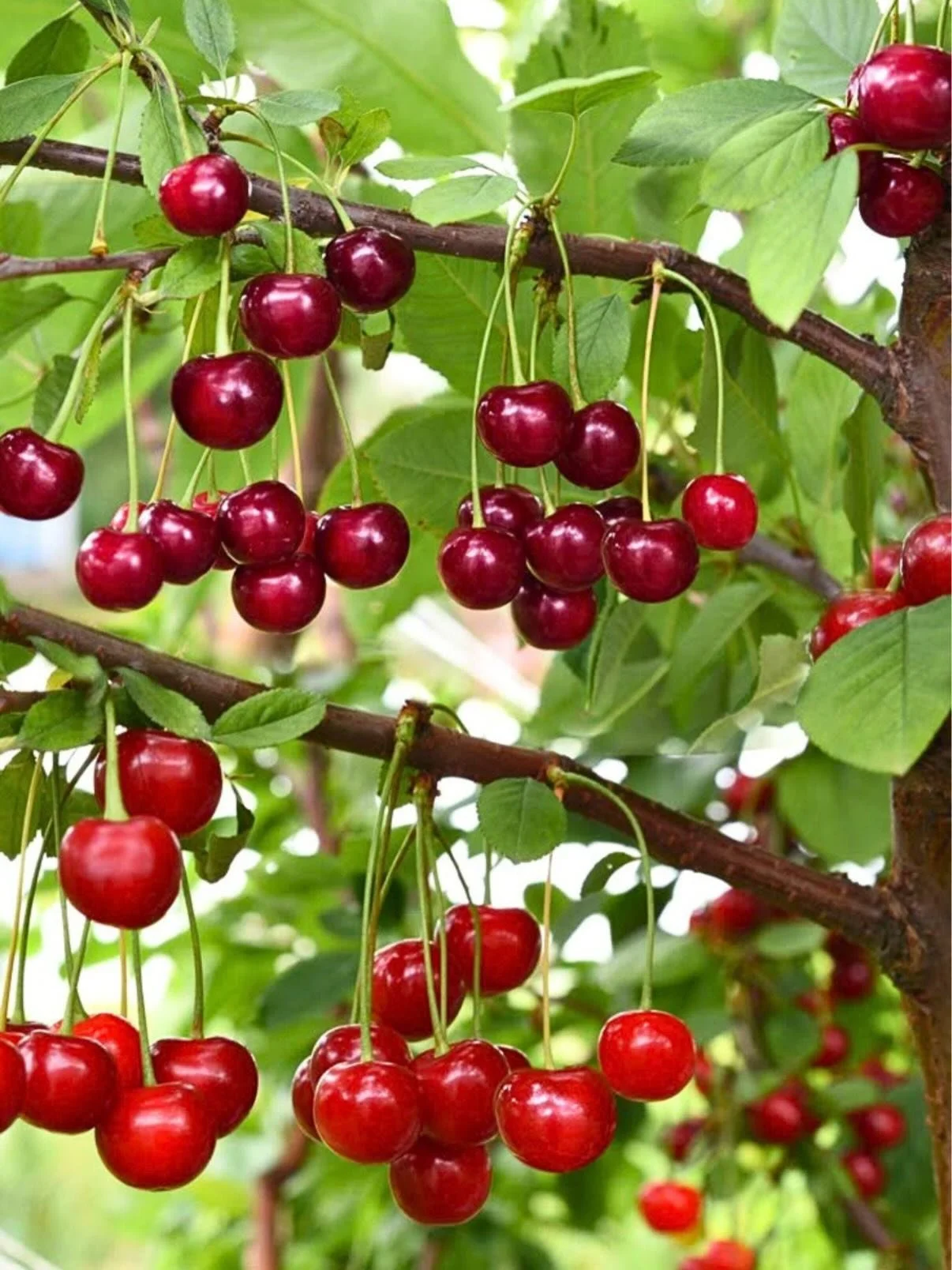 🍒 Fresh Cherry Alert! 🍒

Sweet, juicy, and locally grown cherries are here! Fresh-picked and bursting with flavor, they&rsquo;re perfect for snacking, baking, preserving, or topping your favorite summer desserts.

✨ Fresh Cherries &ndash; Only $5.9