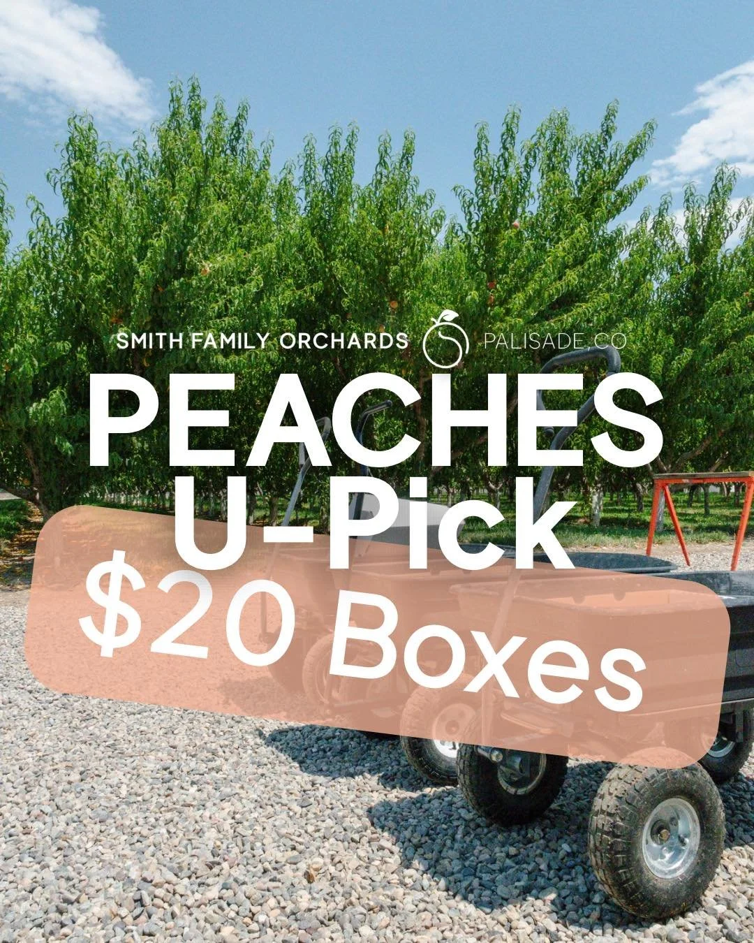 Special u-pick happening now!

We've got very tree-ripe peaches ready for u-pick at $20 a box. These ones are perfectly ripe and ready to go, so they won't last long.

Come on out and grab a box (or a few) while you can. We open at 9am.

See you in t