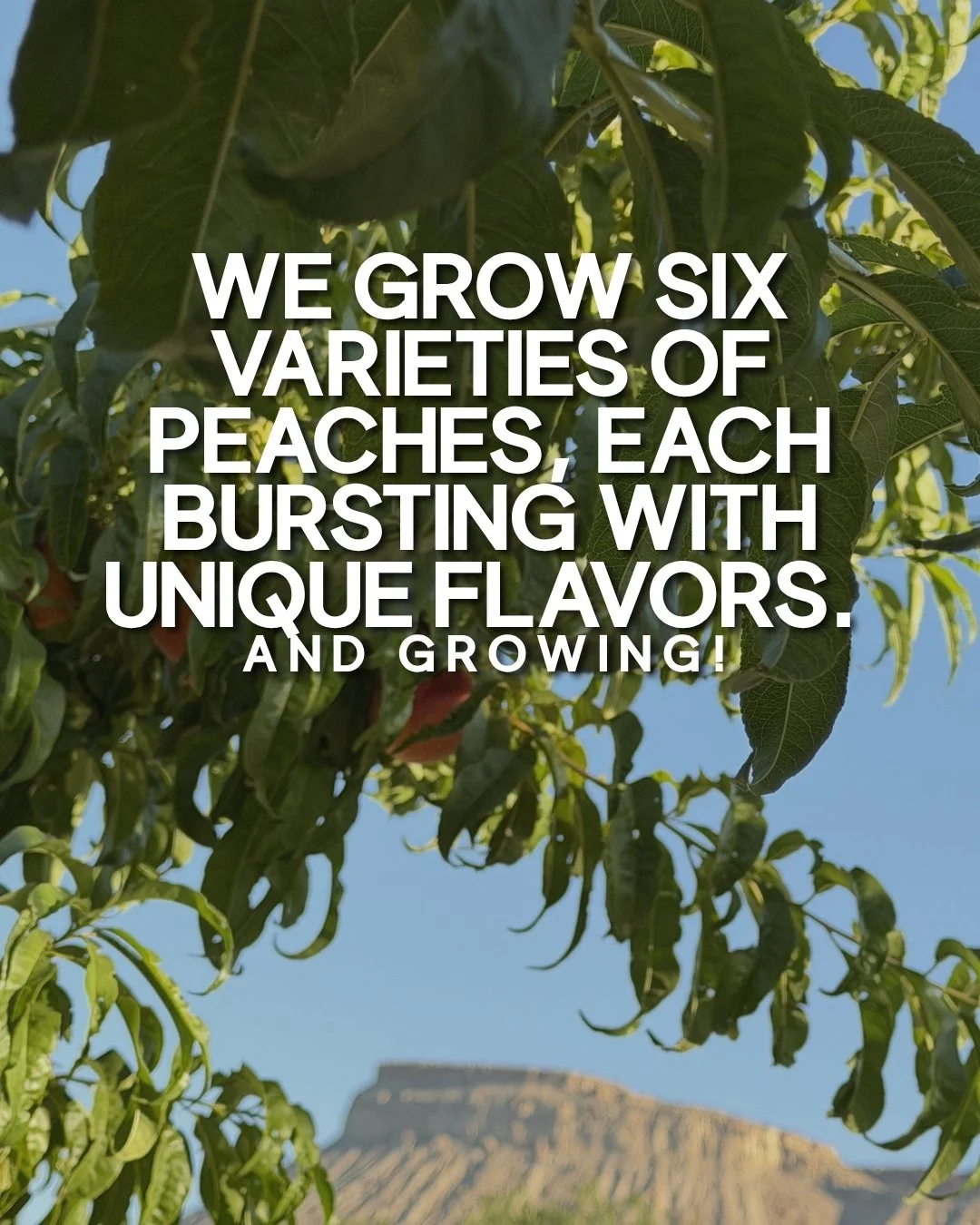 Six varieties of peaches, and still growing.

From the early-season Red Havens we're picking and tree-ripe right now, all the way to the late-season Glowing Stars, every variety has its own flavor and its own perfect moment. Some are best for snackin