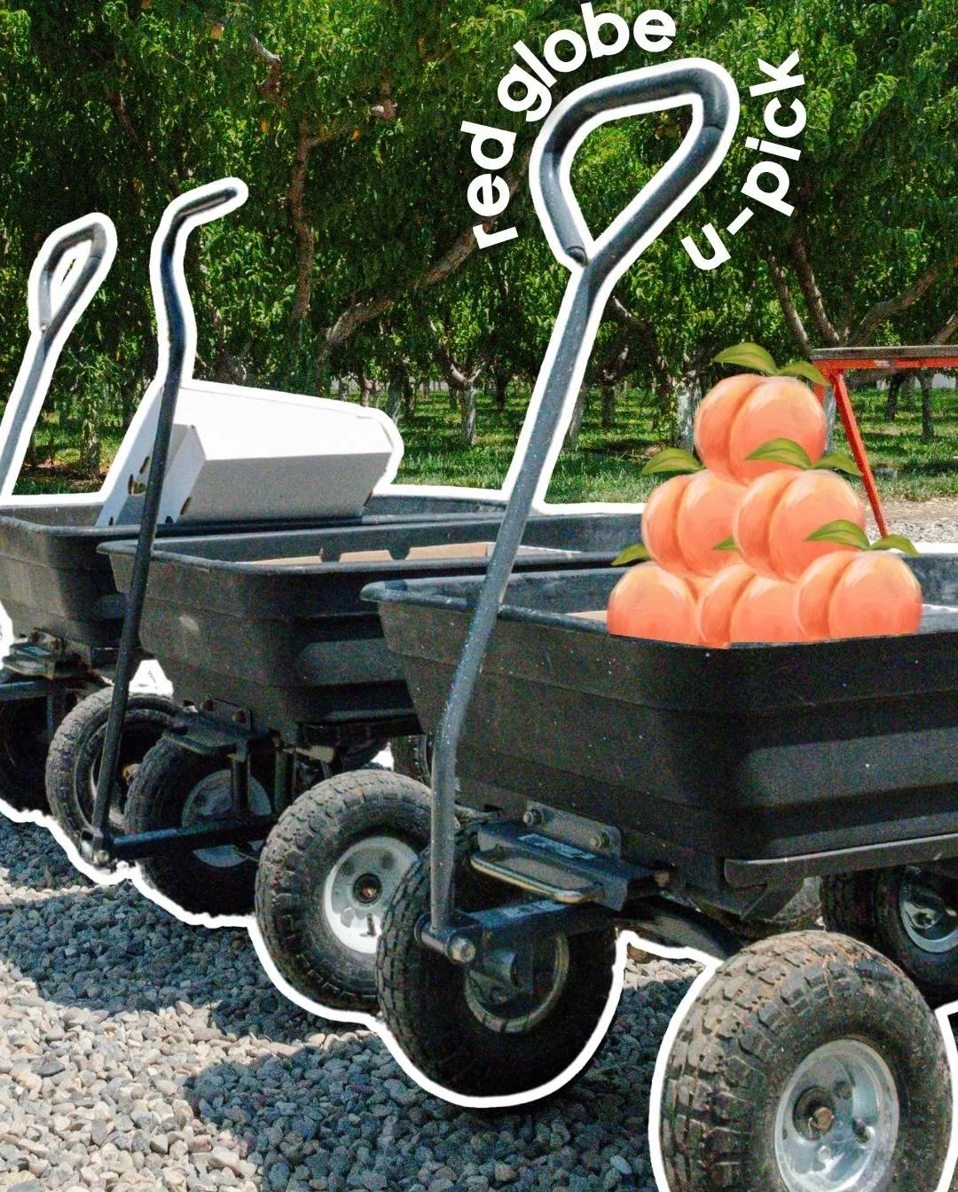 Red Globes are on for u-pick.

Grab a wagon and go find your trees to u-pick. These ones are big, sweet, and ready for you to collect!

Our hours are 9 to 4pm this weekend. 

See you in the orchard.

(Peaches in the photo are just made for the photo 