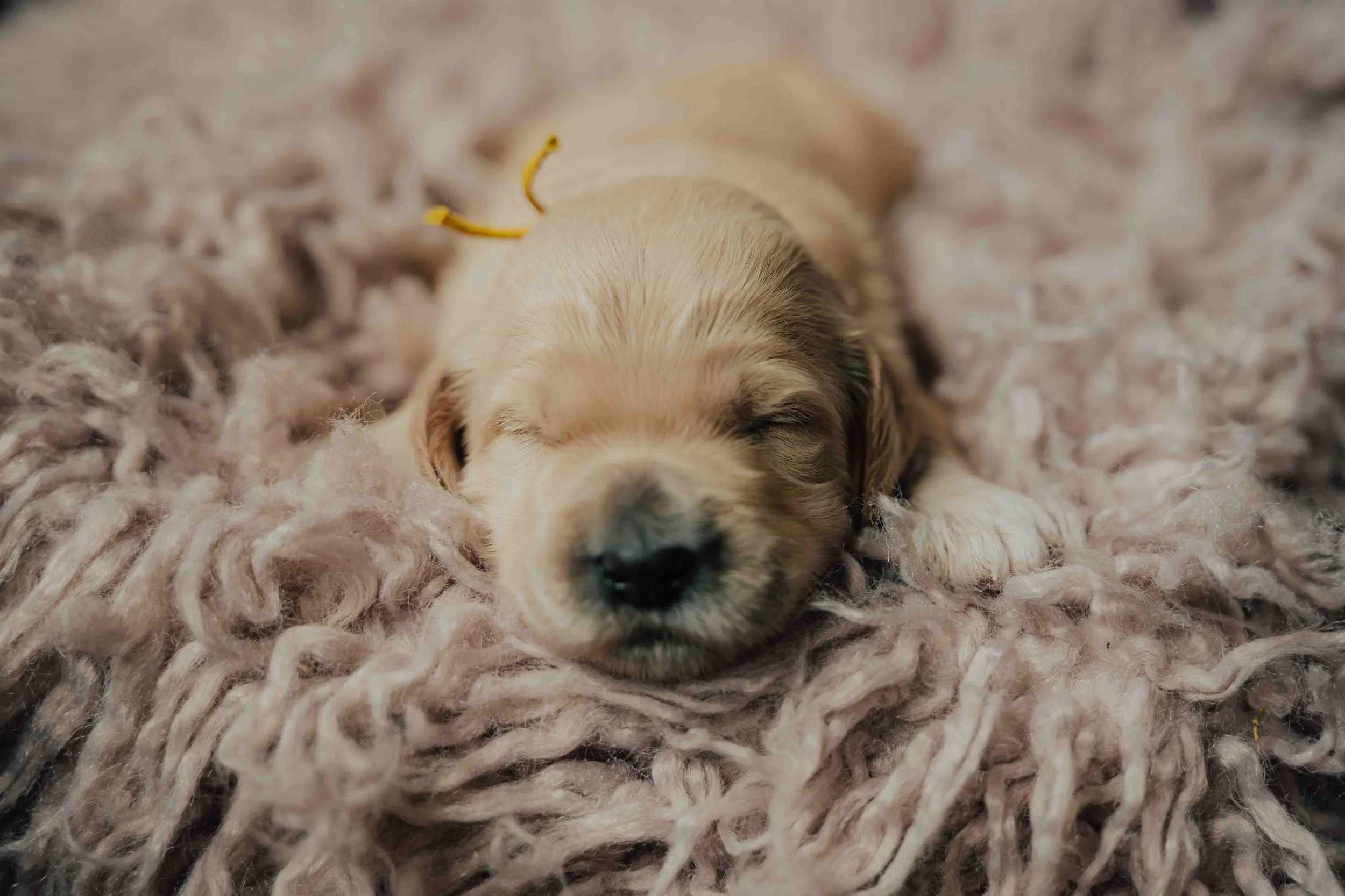 A goldendoodle puppy for sale in Salt Lake City, Utah