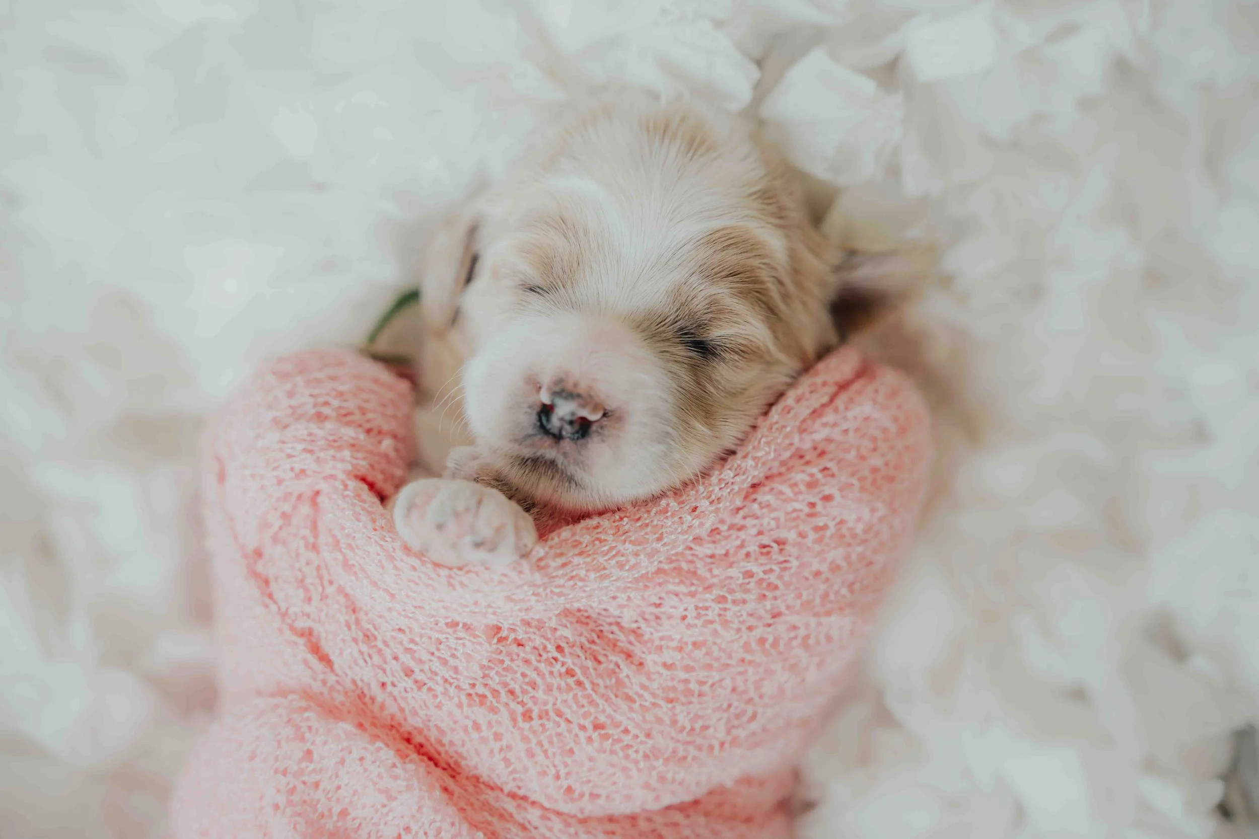 A goldendoodle puppy for sale by the best goldendoodle breeder in Northern Utah