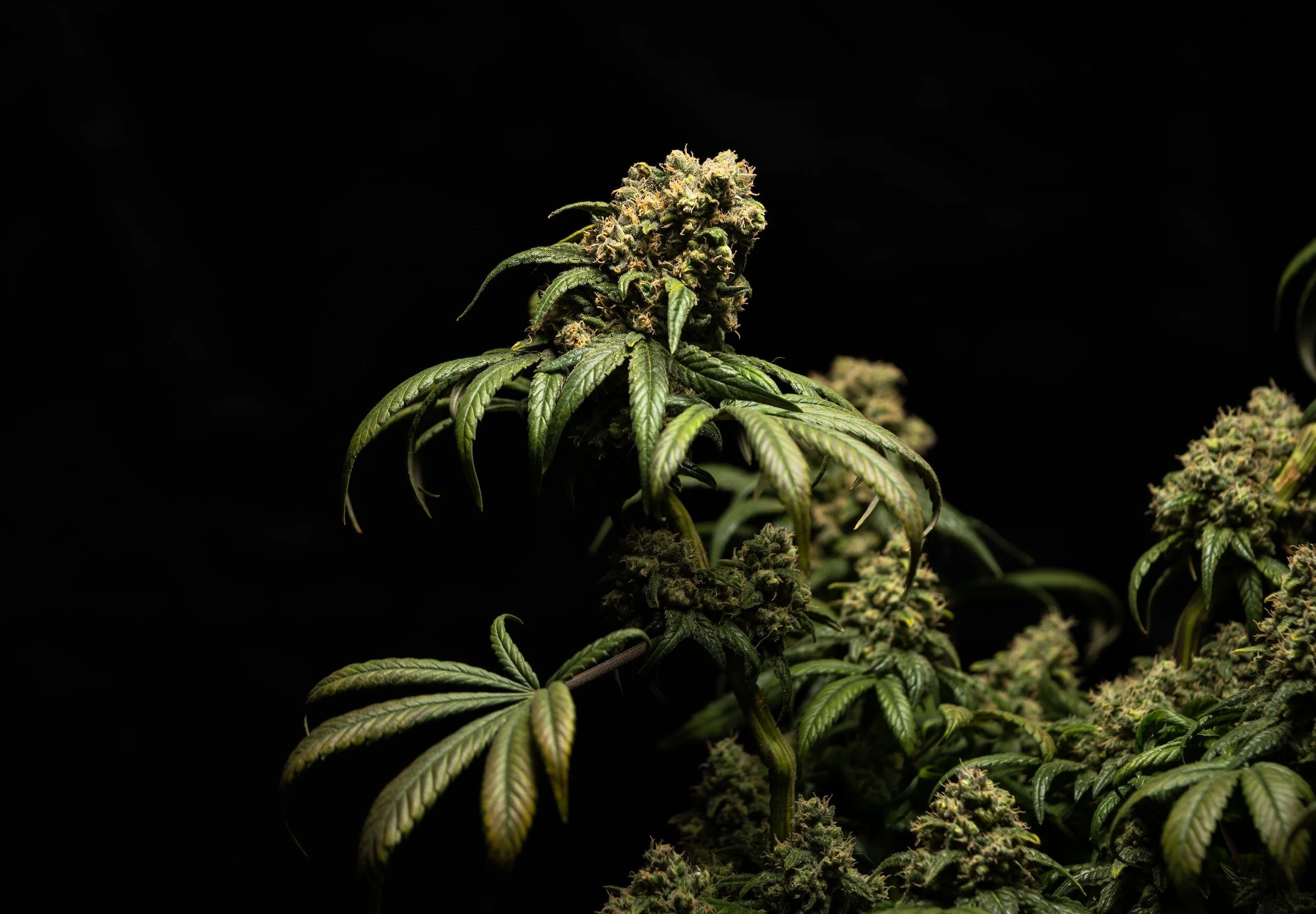 Close-up of a cannabis plant with buds and green leaves against a black background.