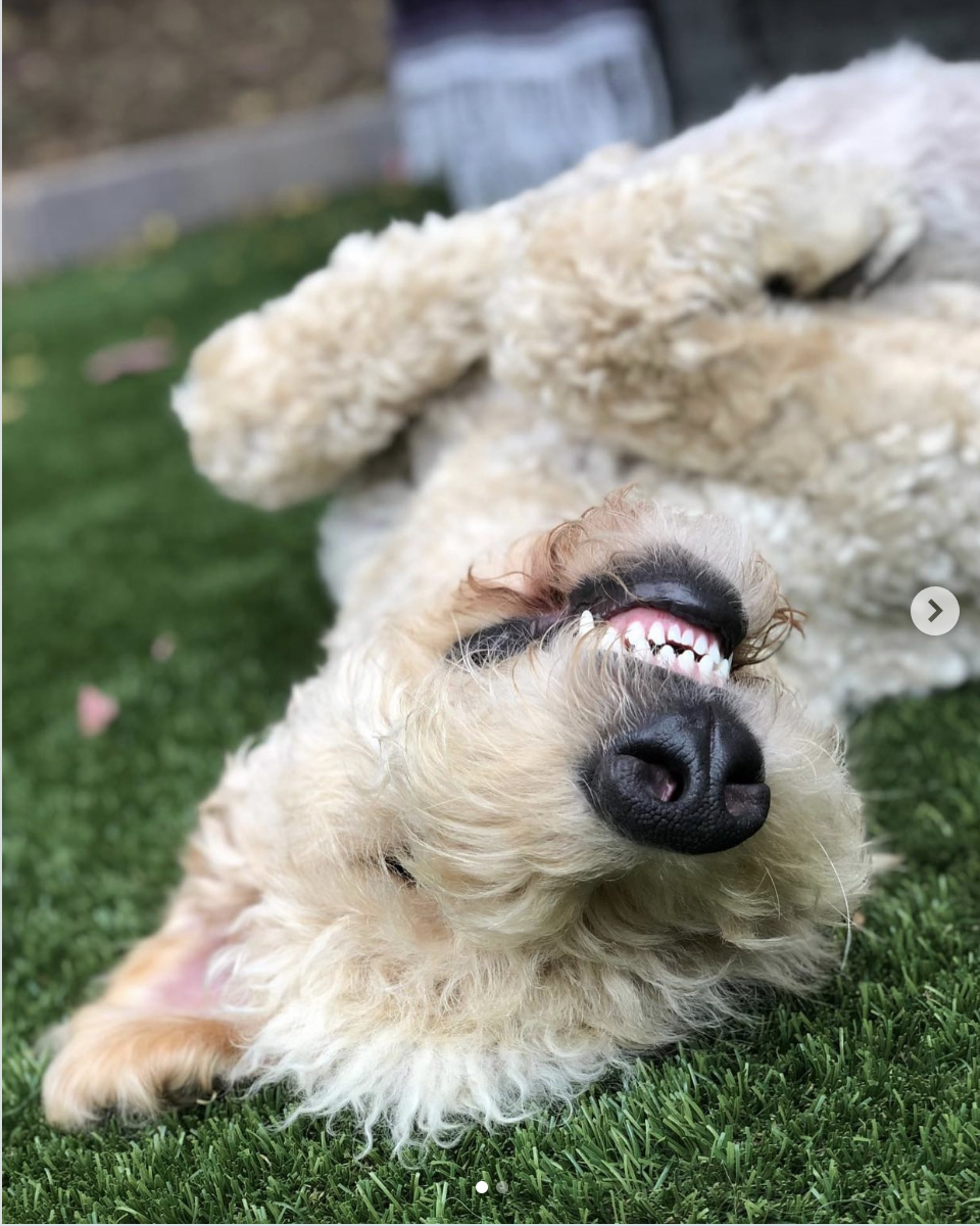 Image of a Labradoodle smiling and rolling in the grass.