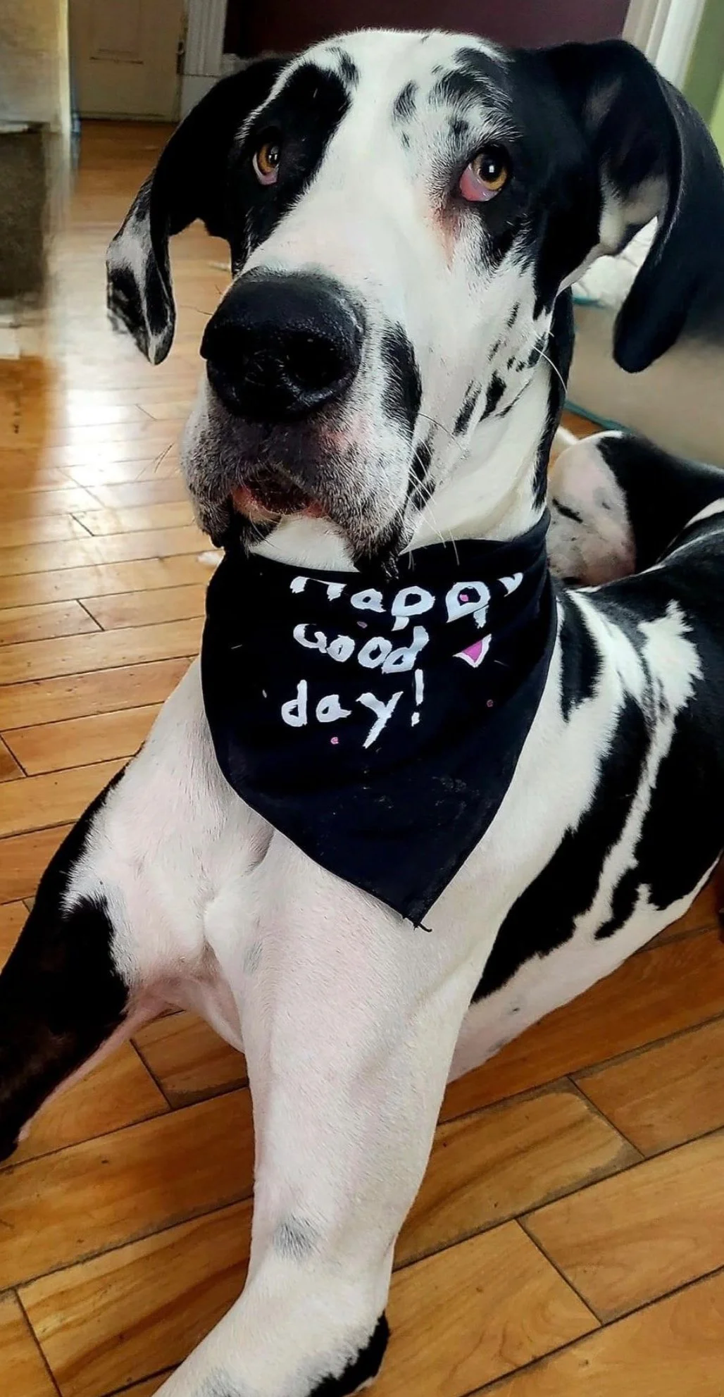 Doggie bandana