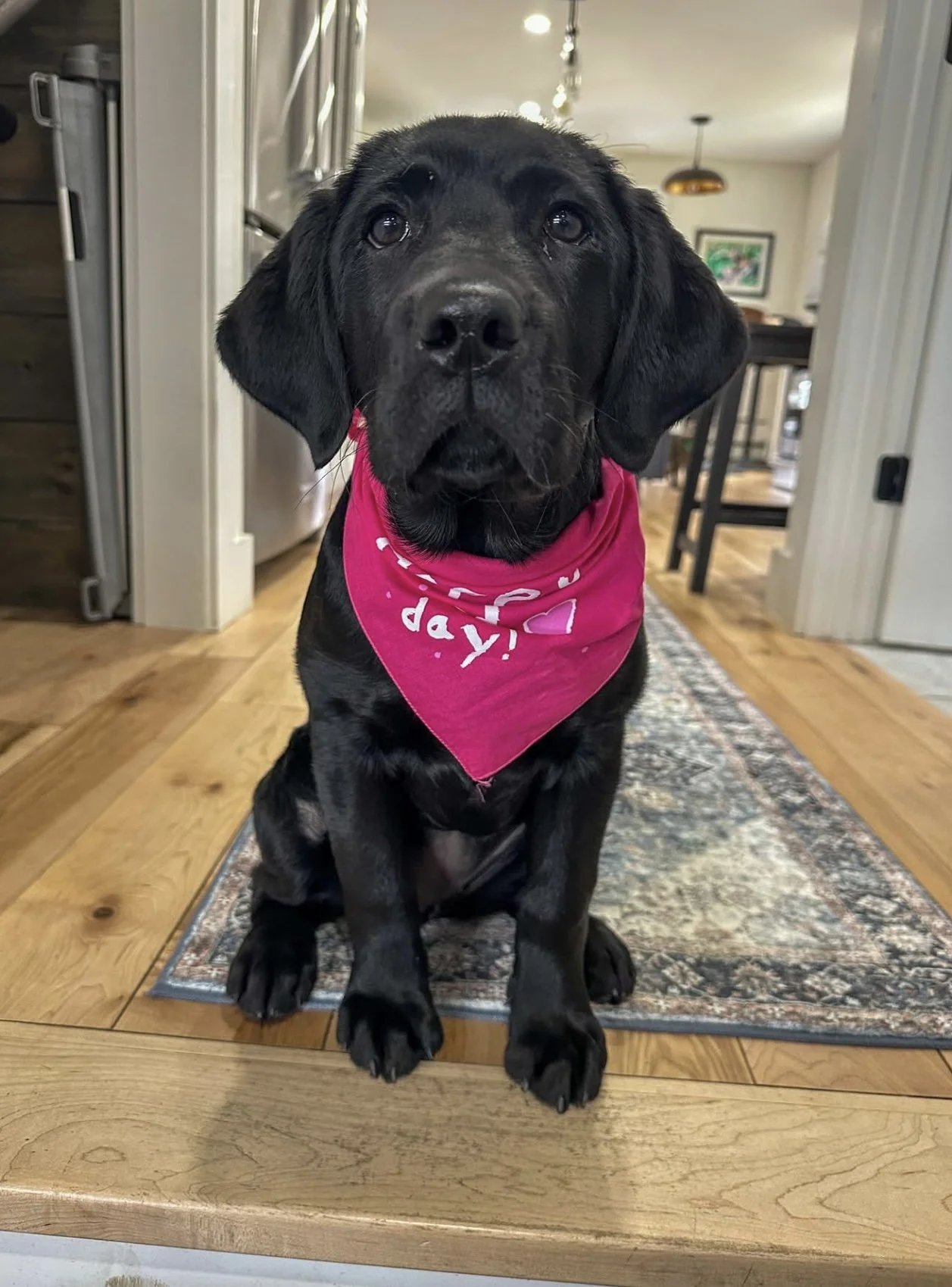 Doggie. bandana