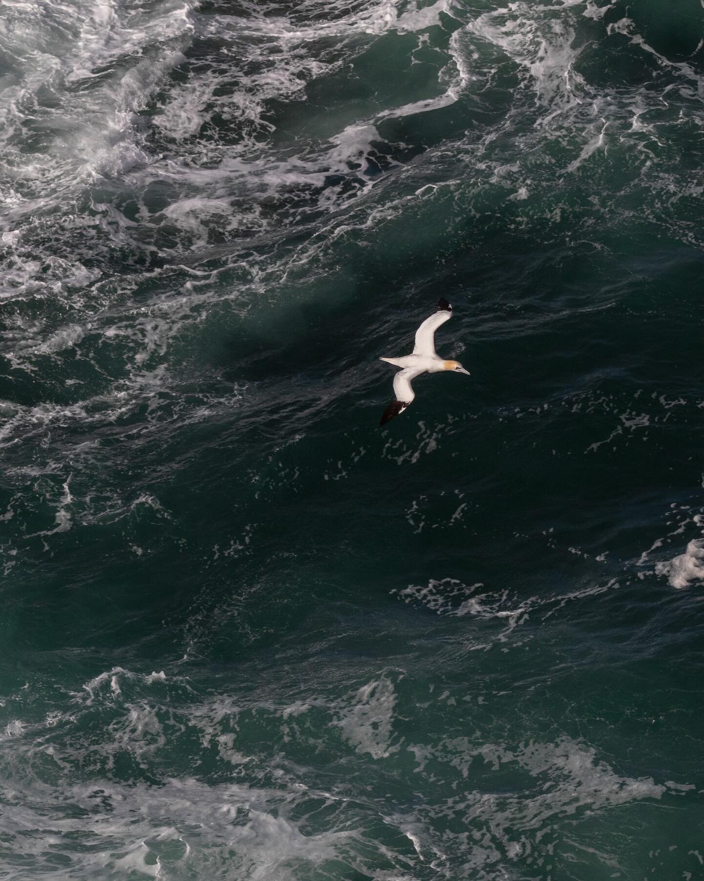 The gannets are back! I went to Troup Head on Saturday and was so happy when I saw gannets soaring over the sea. 

Troup Head is Scotland&rsquo;s largest mainland colony of gannets, right here in Aberdeenshire! Even if you&rsquo;re not &ldquo;into&rd