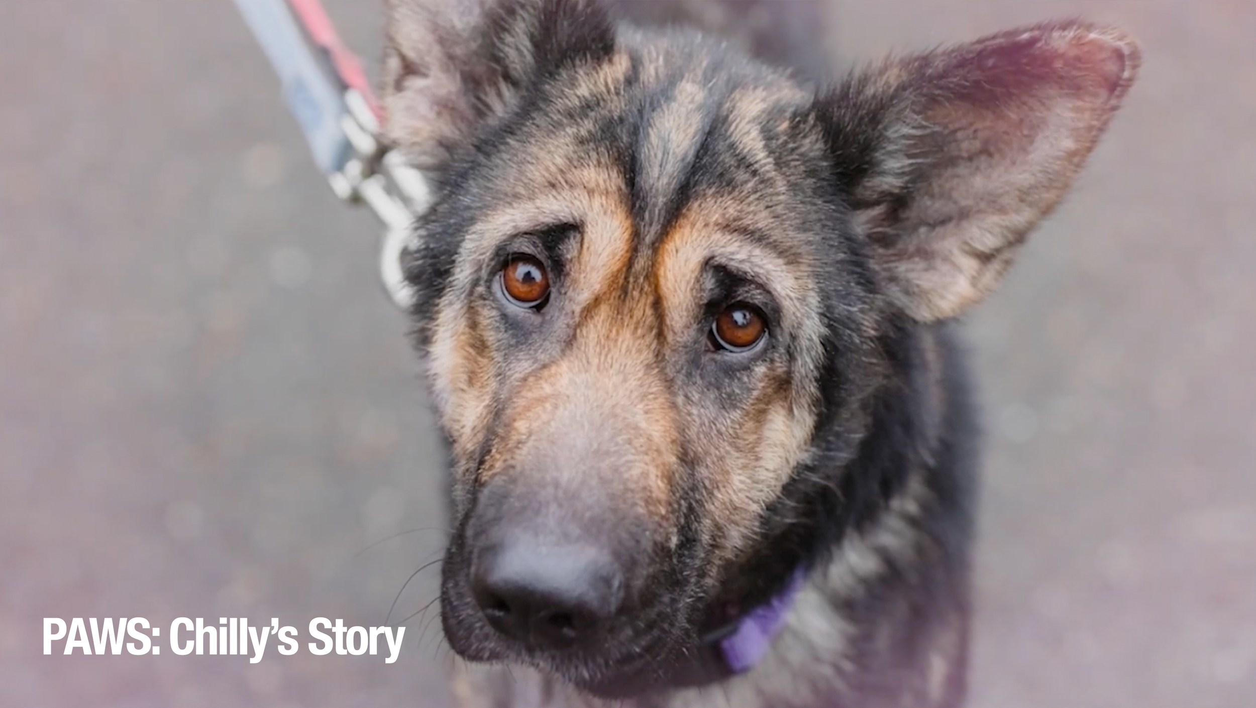 Paws Chillys story thumb.png