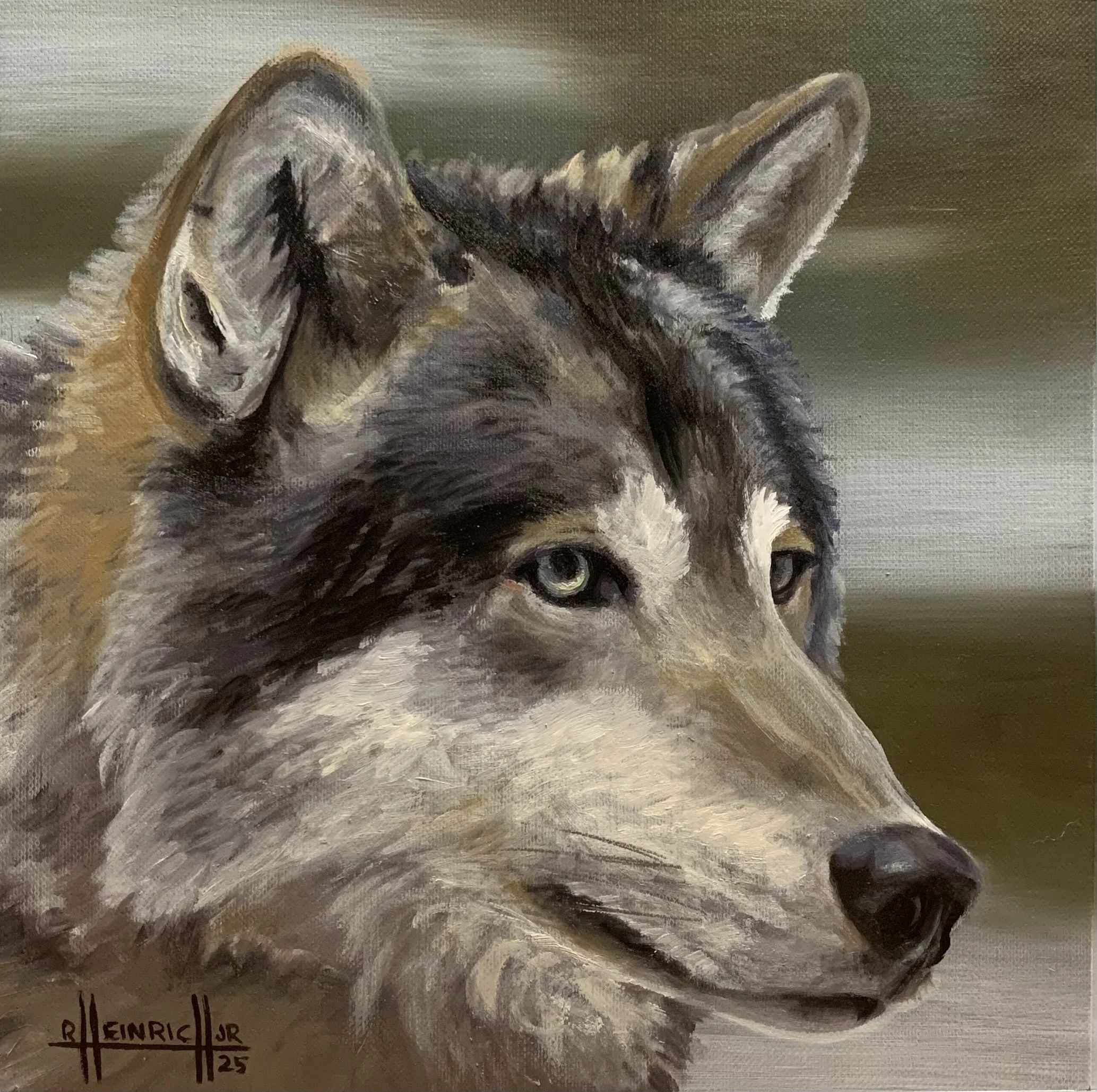 Gray Wolf