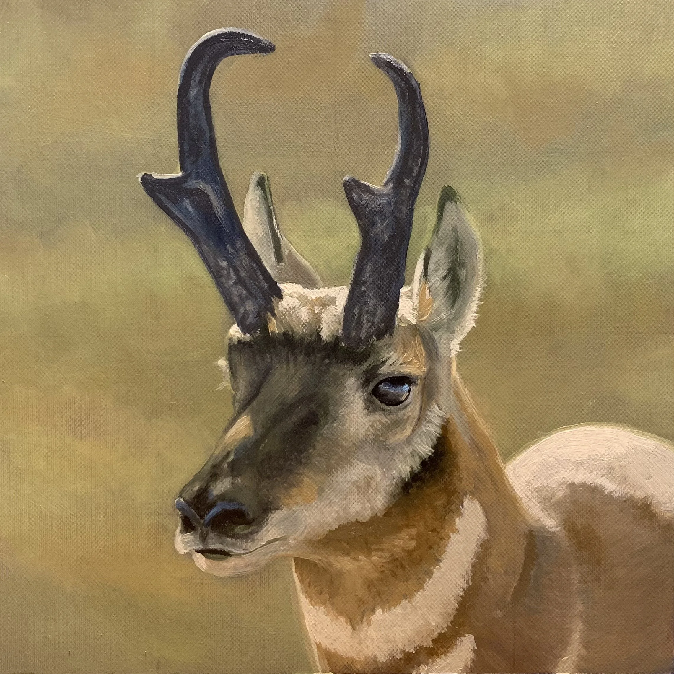 Pronghorn