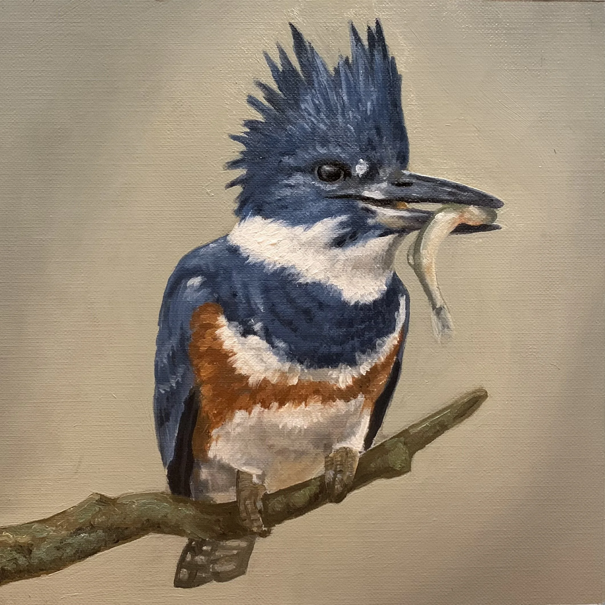 Belted Kingfisher